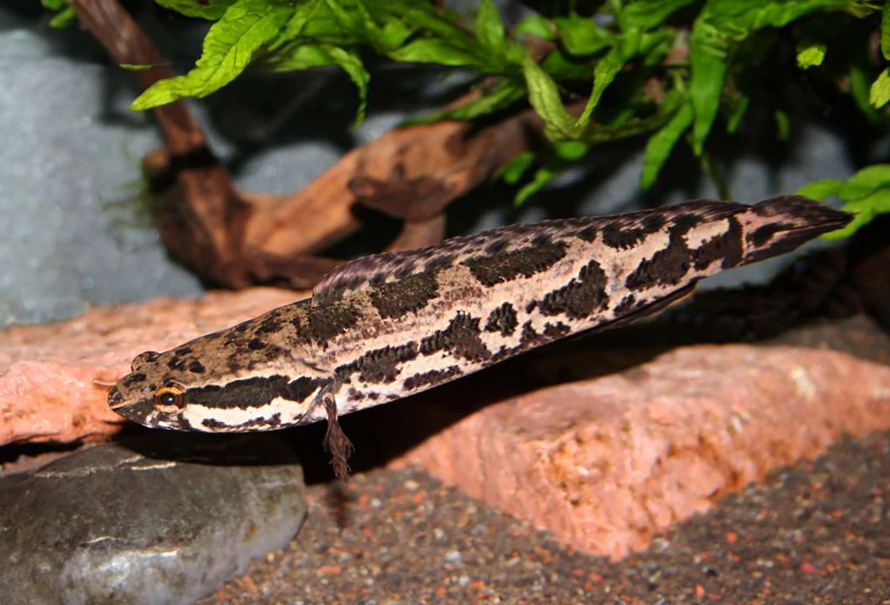 Hadohlavec tmavobřichý