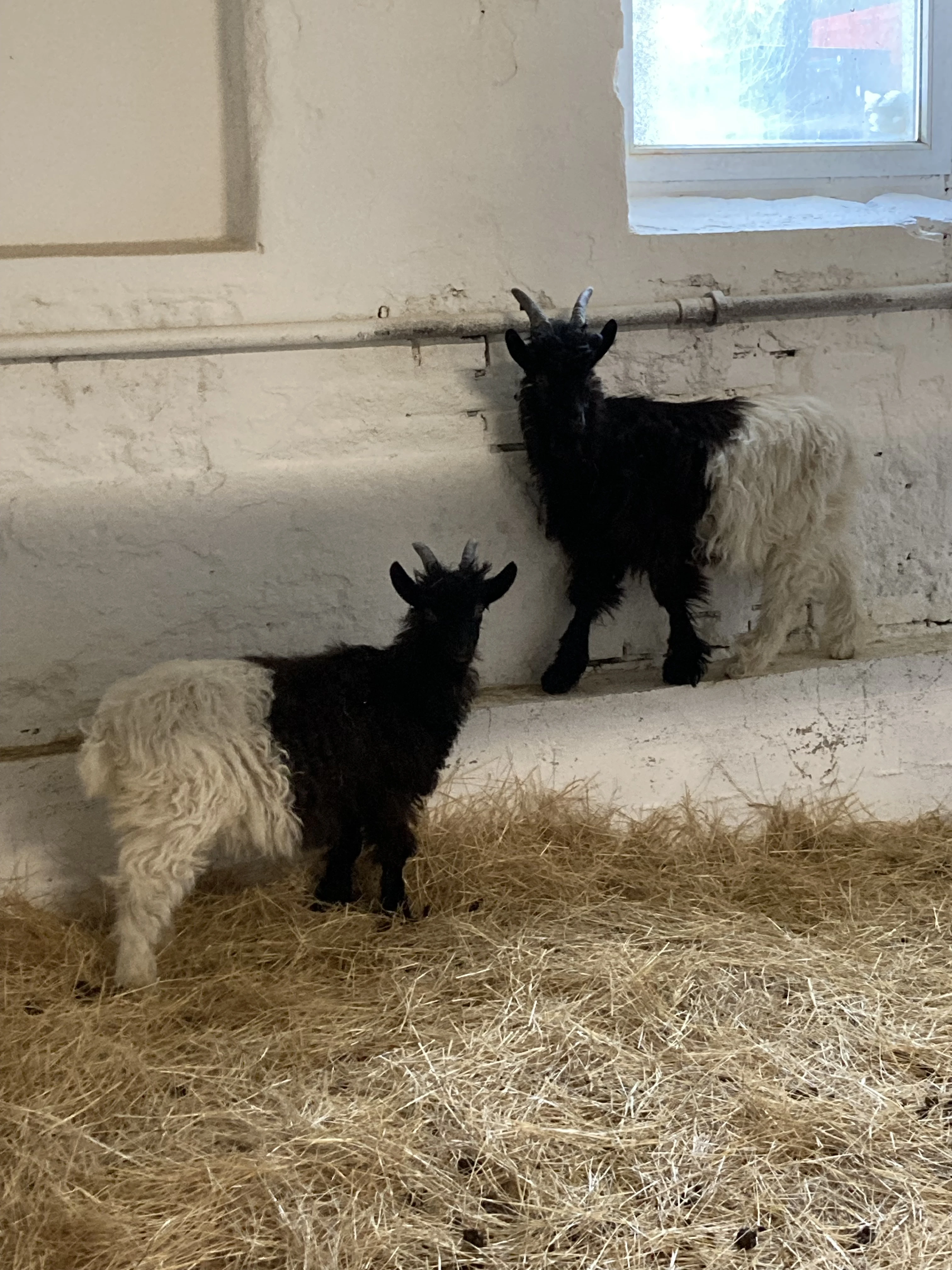 Walliserská koza - prodej letošních kůzlat