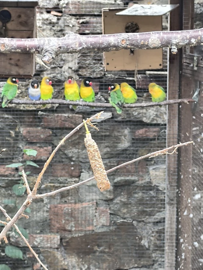 Agapornis škraboškový