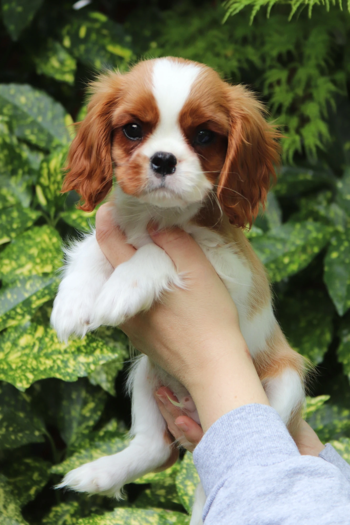 Cavalier King Charles Spaniel s PP