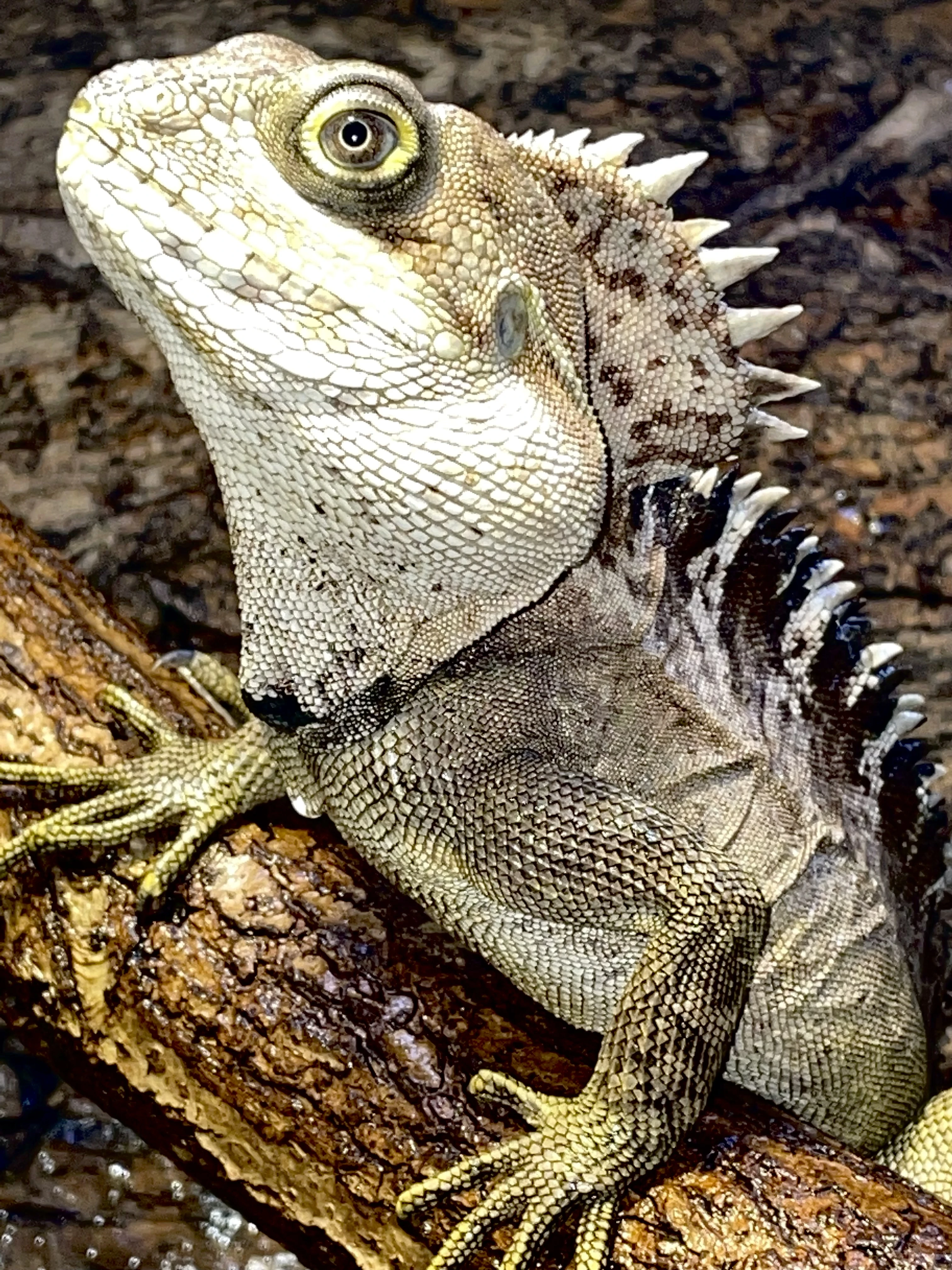 1,1 hypsilurus magnus