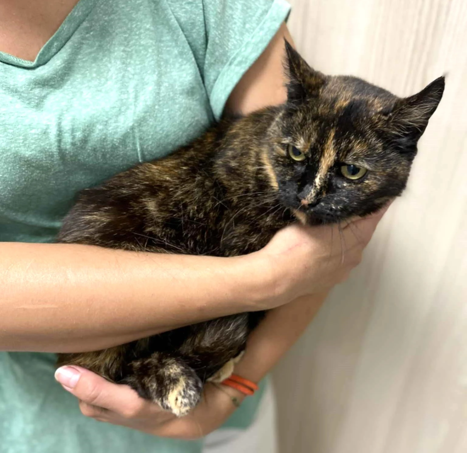 Kočička Lékorka hledá nový domov