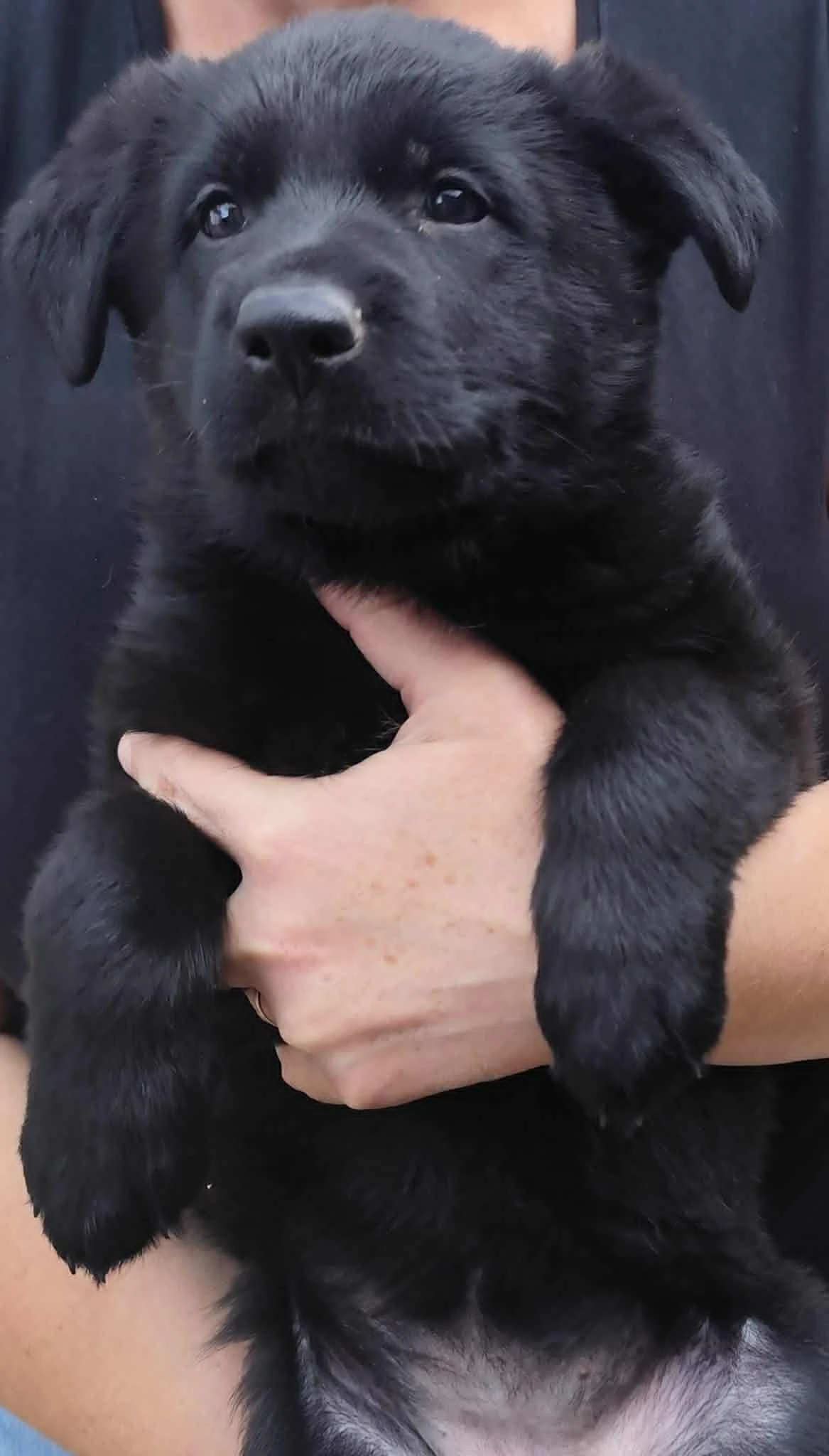 Německý ovčák s PP