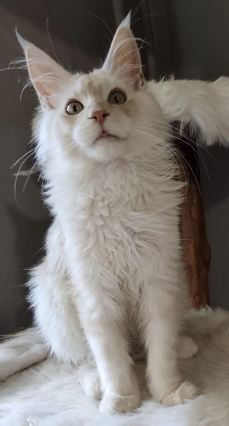 Mainská mývalí kočka s pp