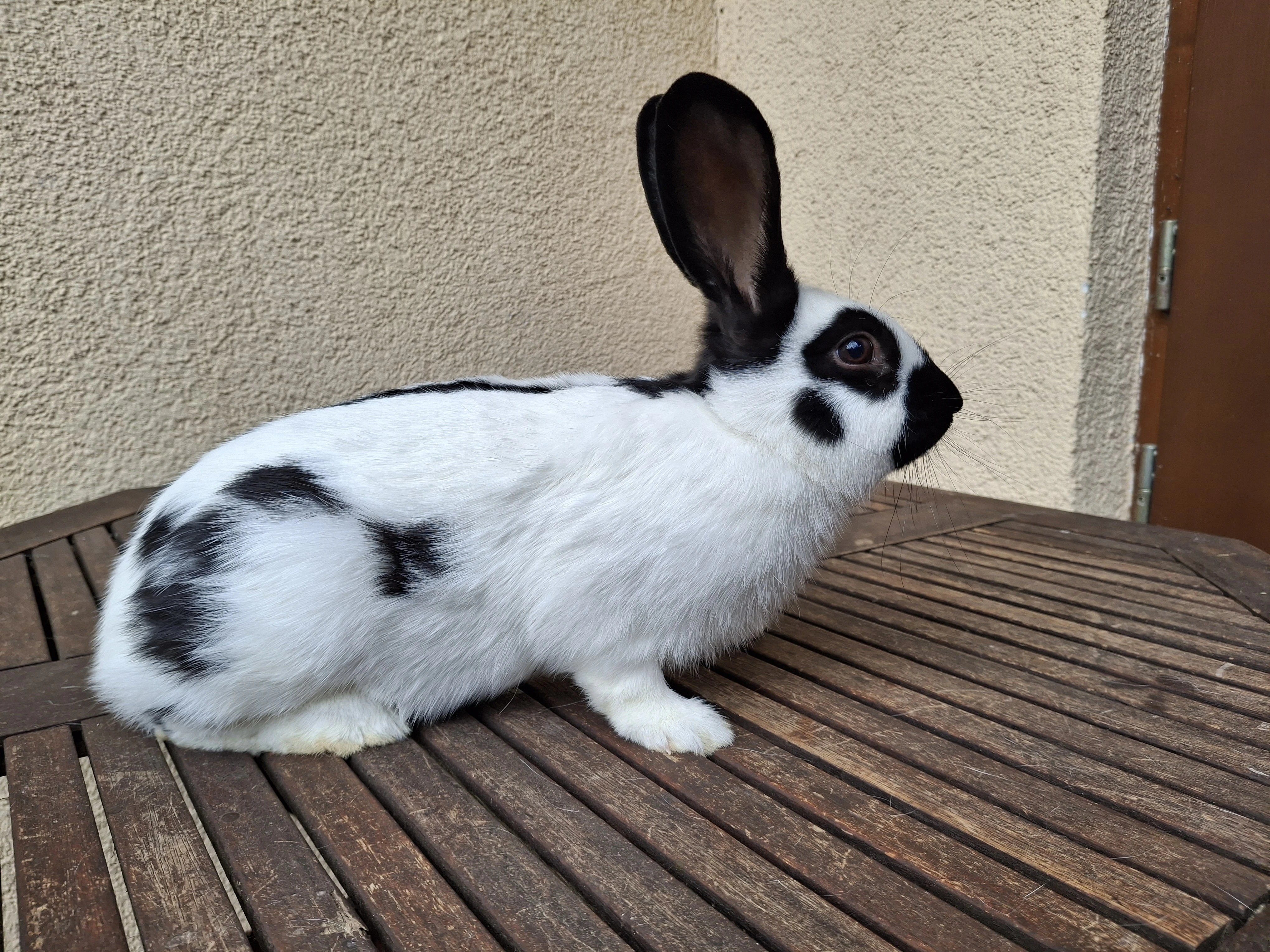 Prodám český strakáč (ČS) samec