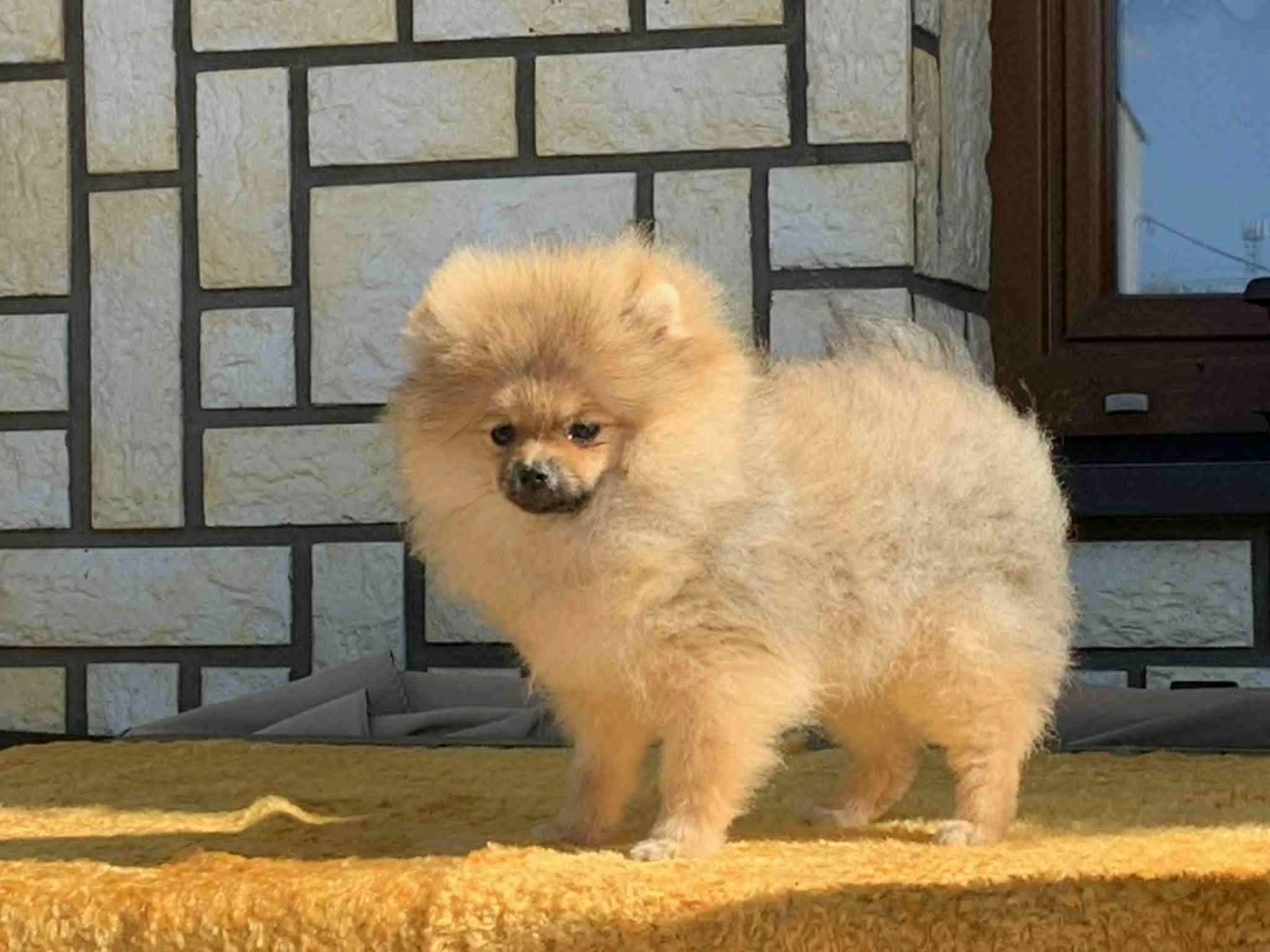 Pomeranian