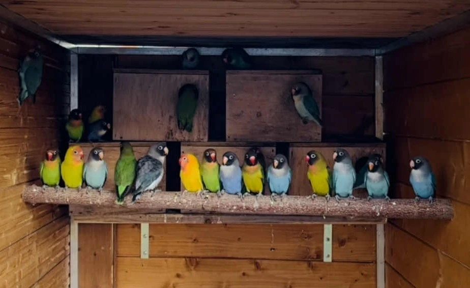 Prodám Agapornis hnědohlavý(Nigrigenis)