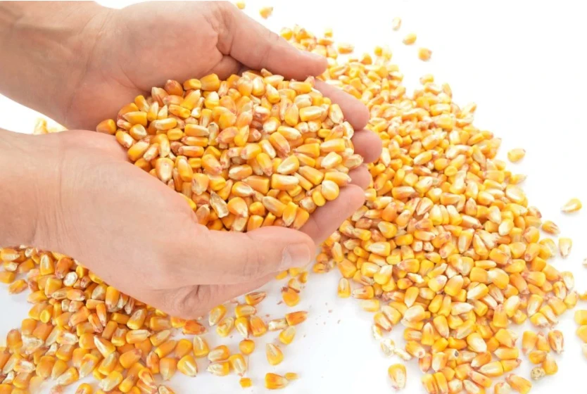 Krmná kukuřice a hrách