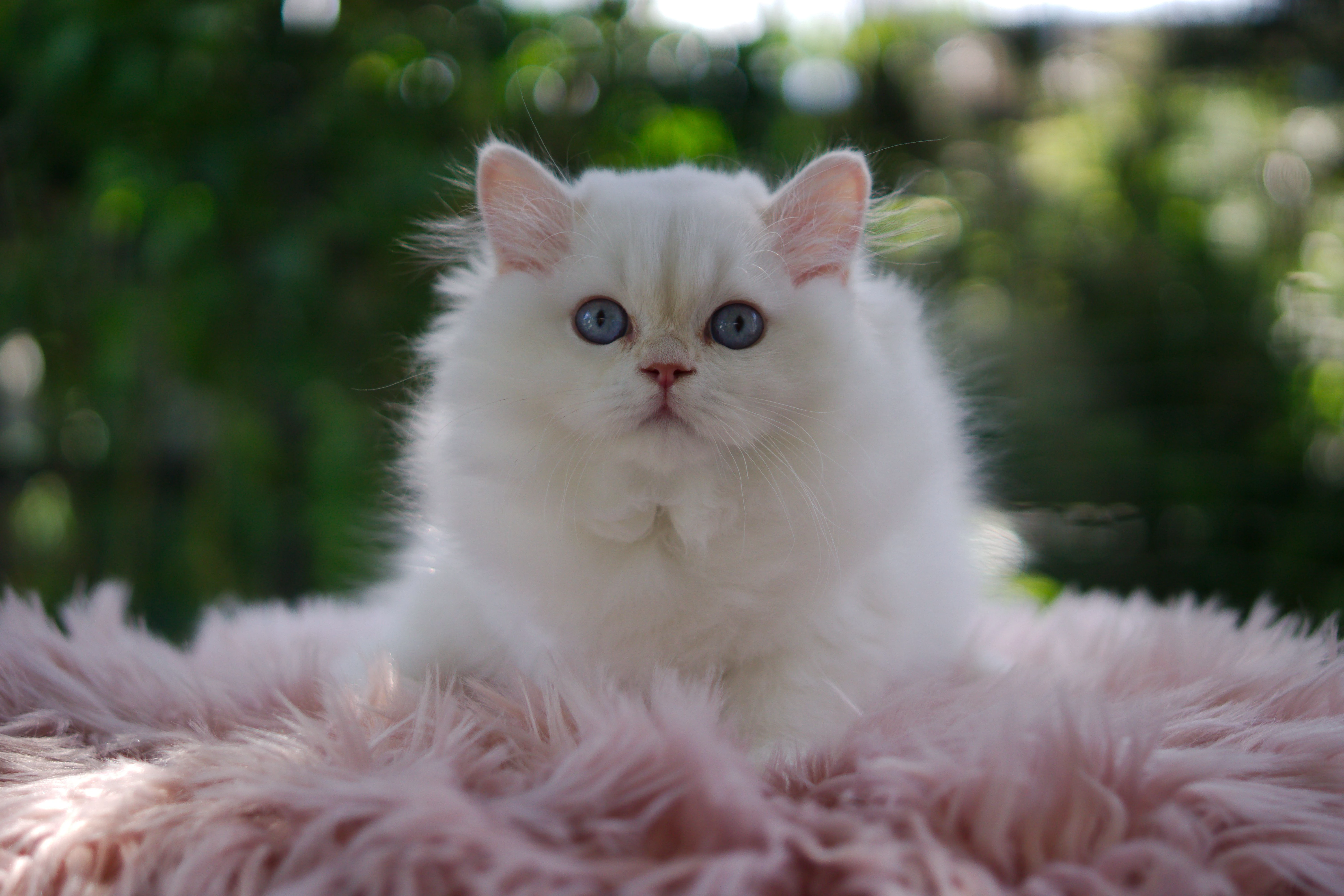 Britská koťátka v exkluzivních barvách