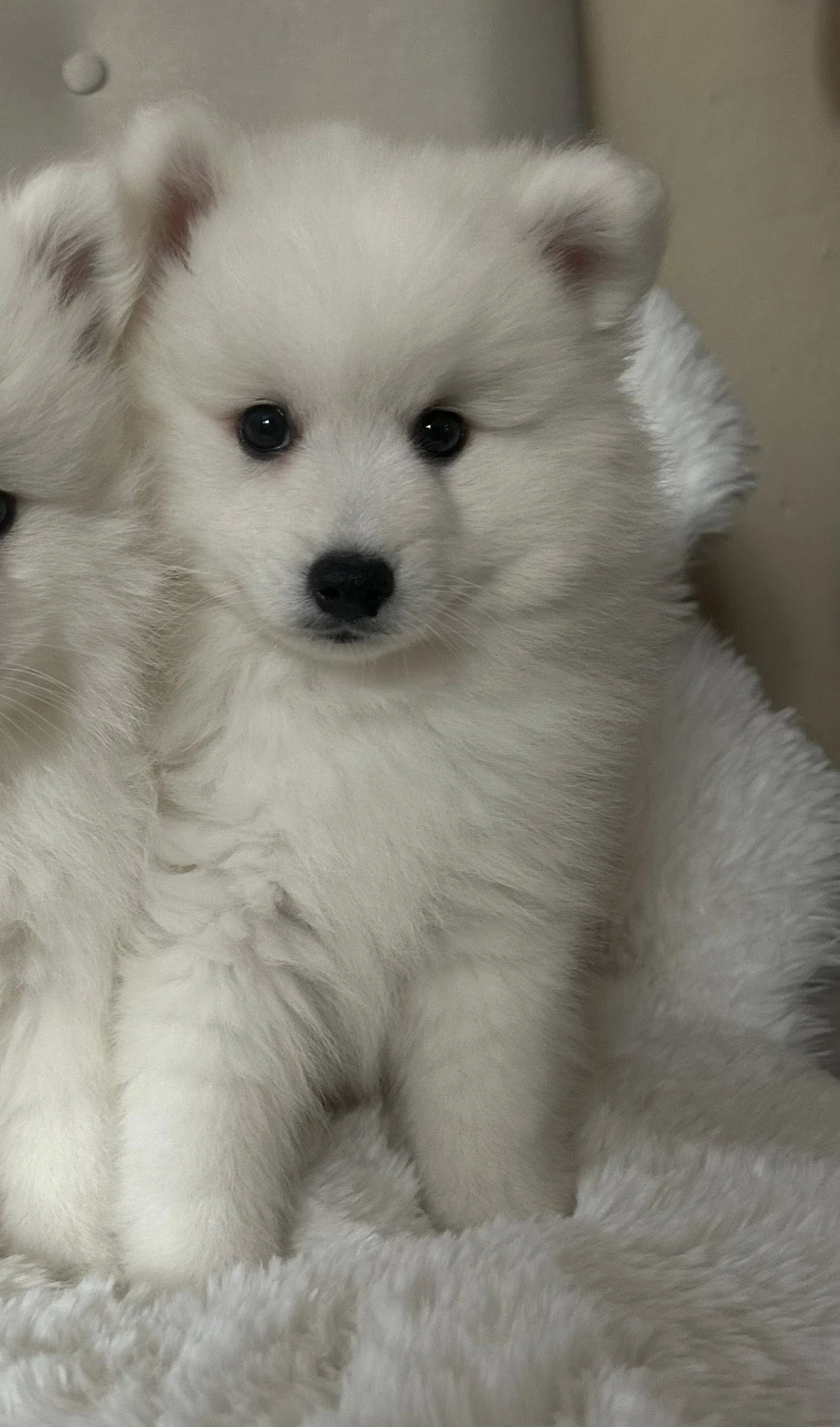 Štěně fenka japonský špic