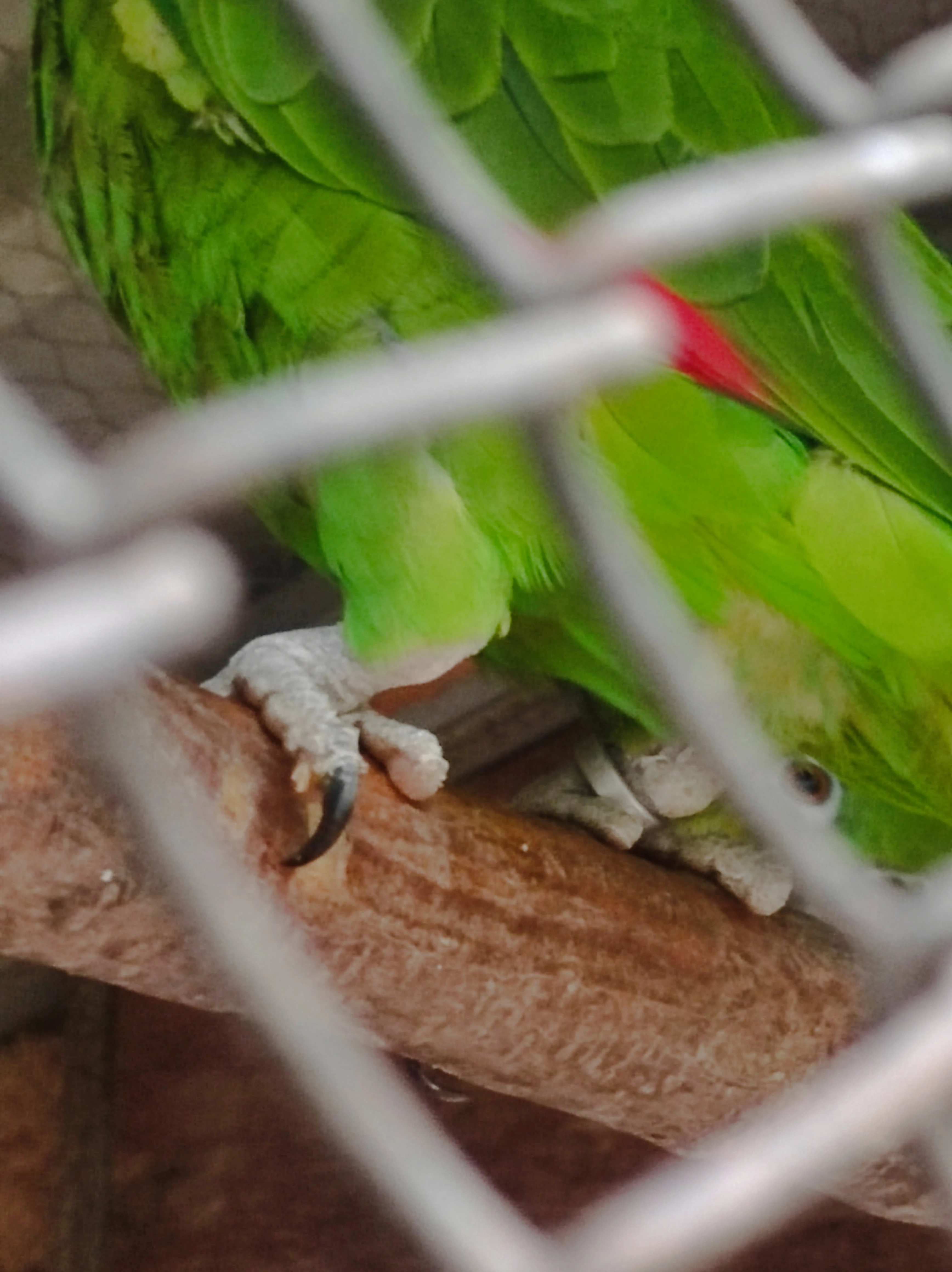 Amazoňan surinamský