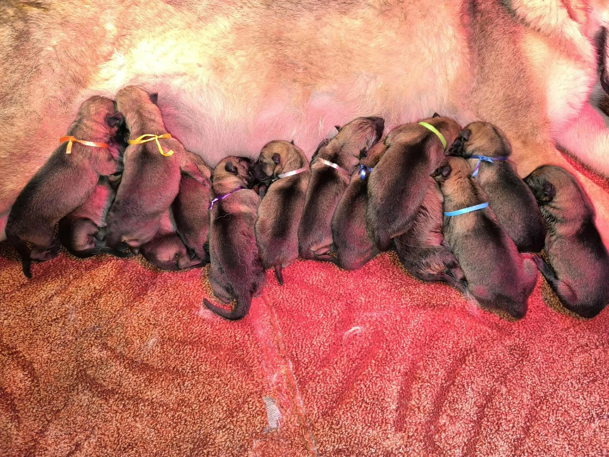 Československý vlčák s PP "od Úhoště"