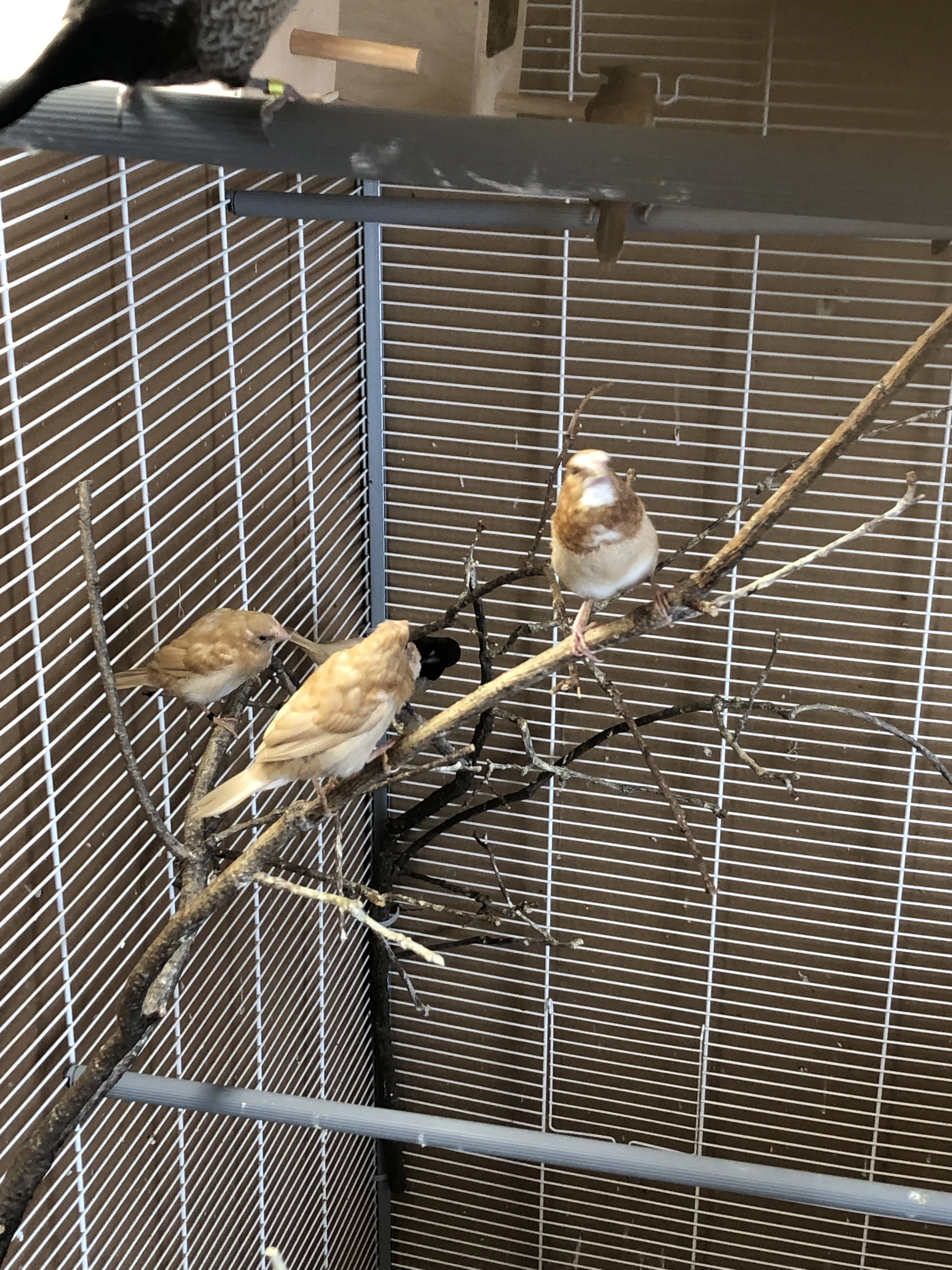 Prodam chuvicku japonskou,