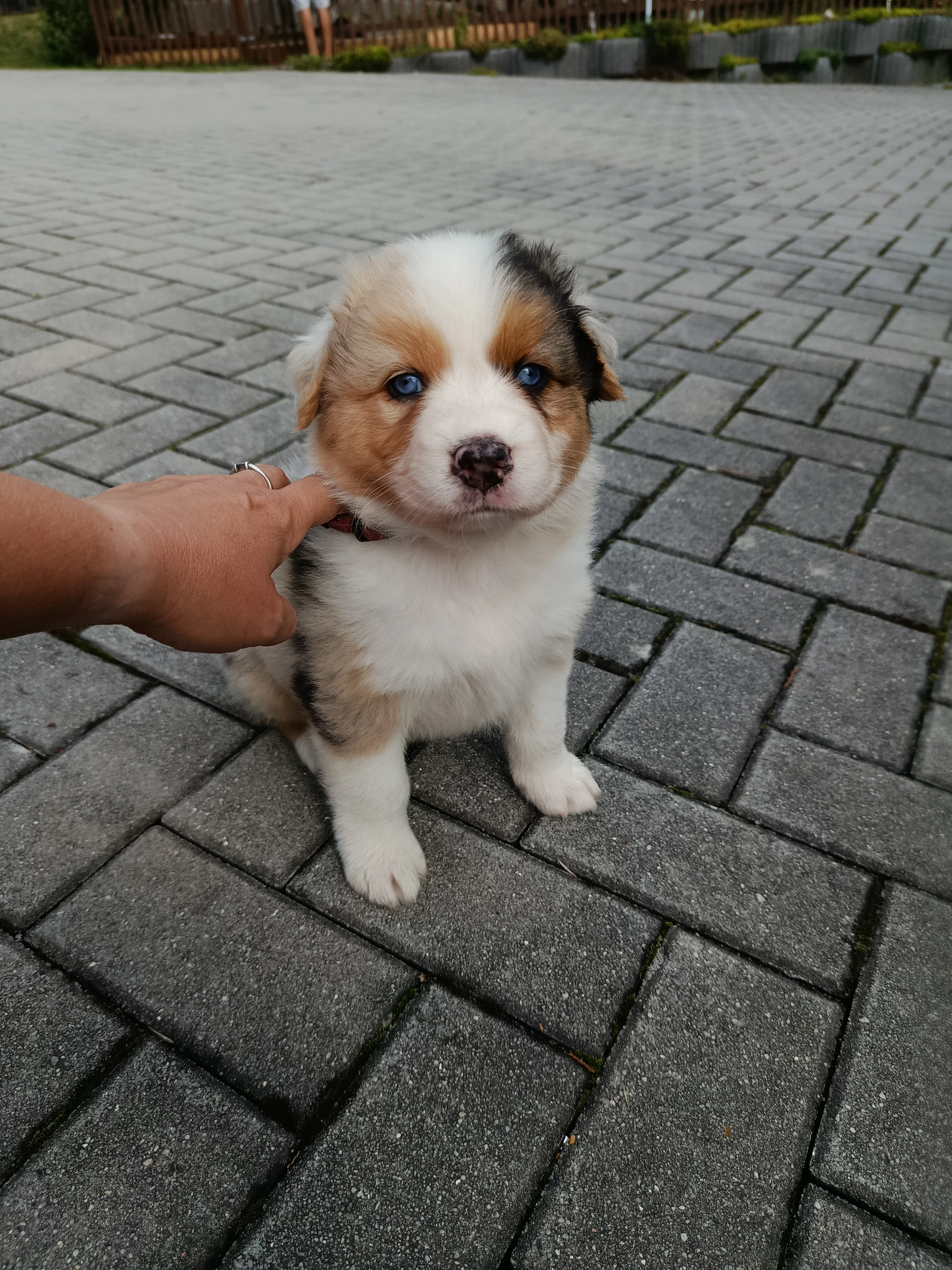 Štěňátka, typ australského ovčáka