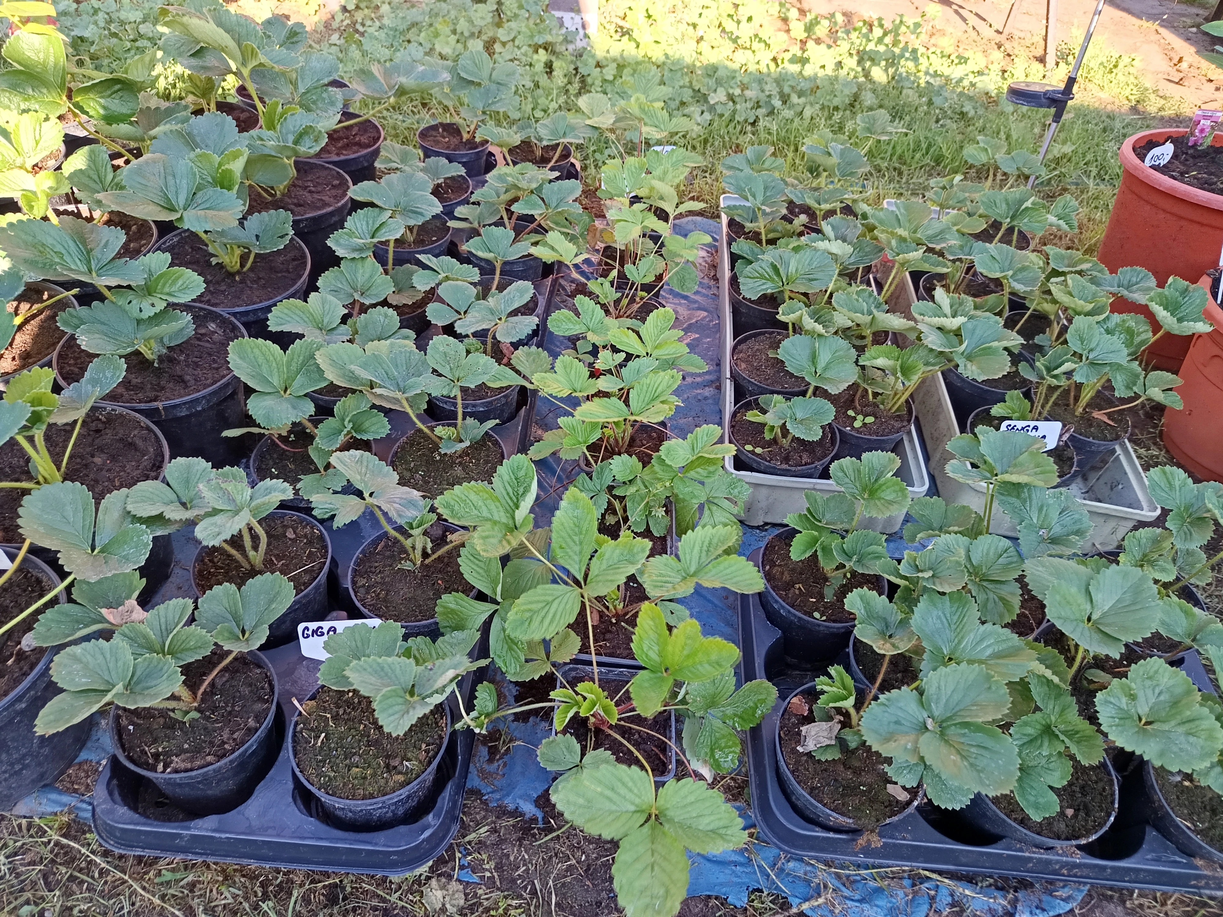 Jahodník Senga Sengana