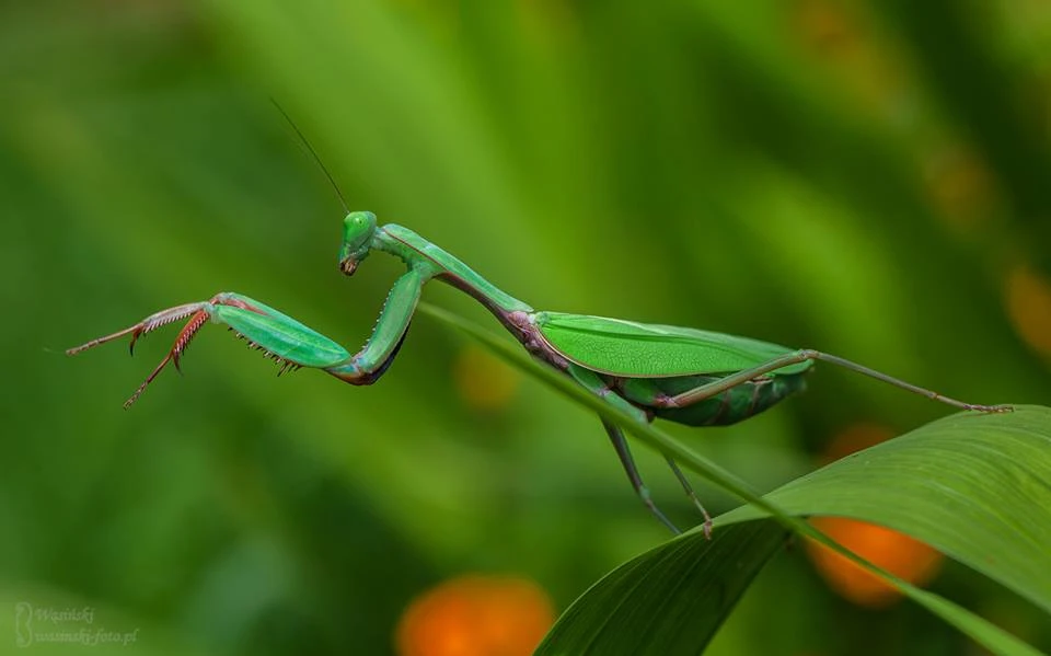 Prodám Kudlanky ( Hierodula majuscula )