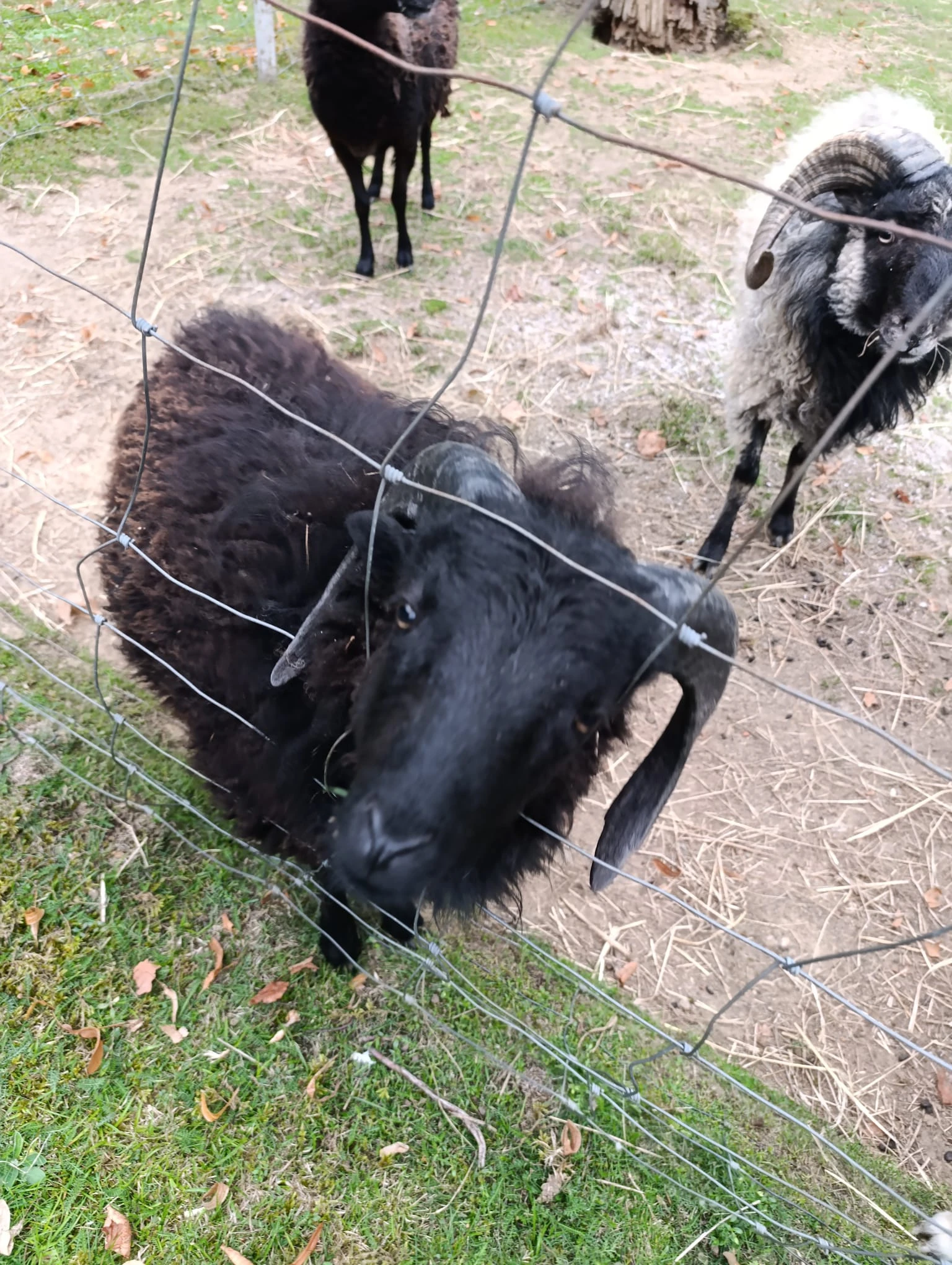 Letošní dubnový beránek