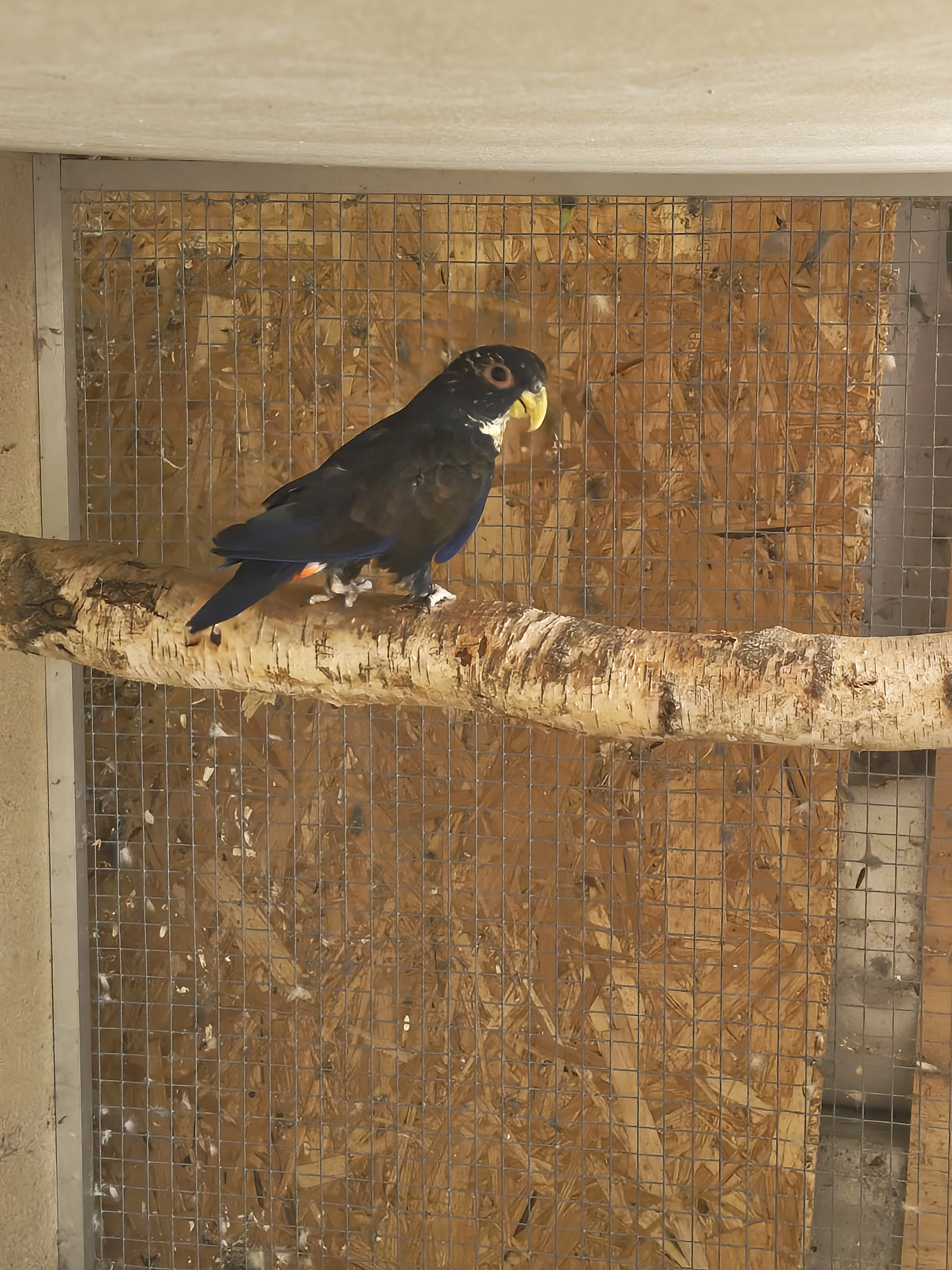 Prodám chovného samce