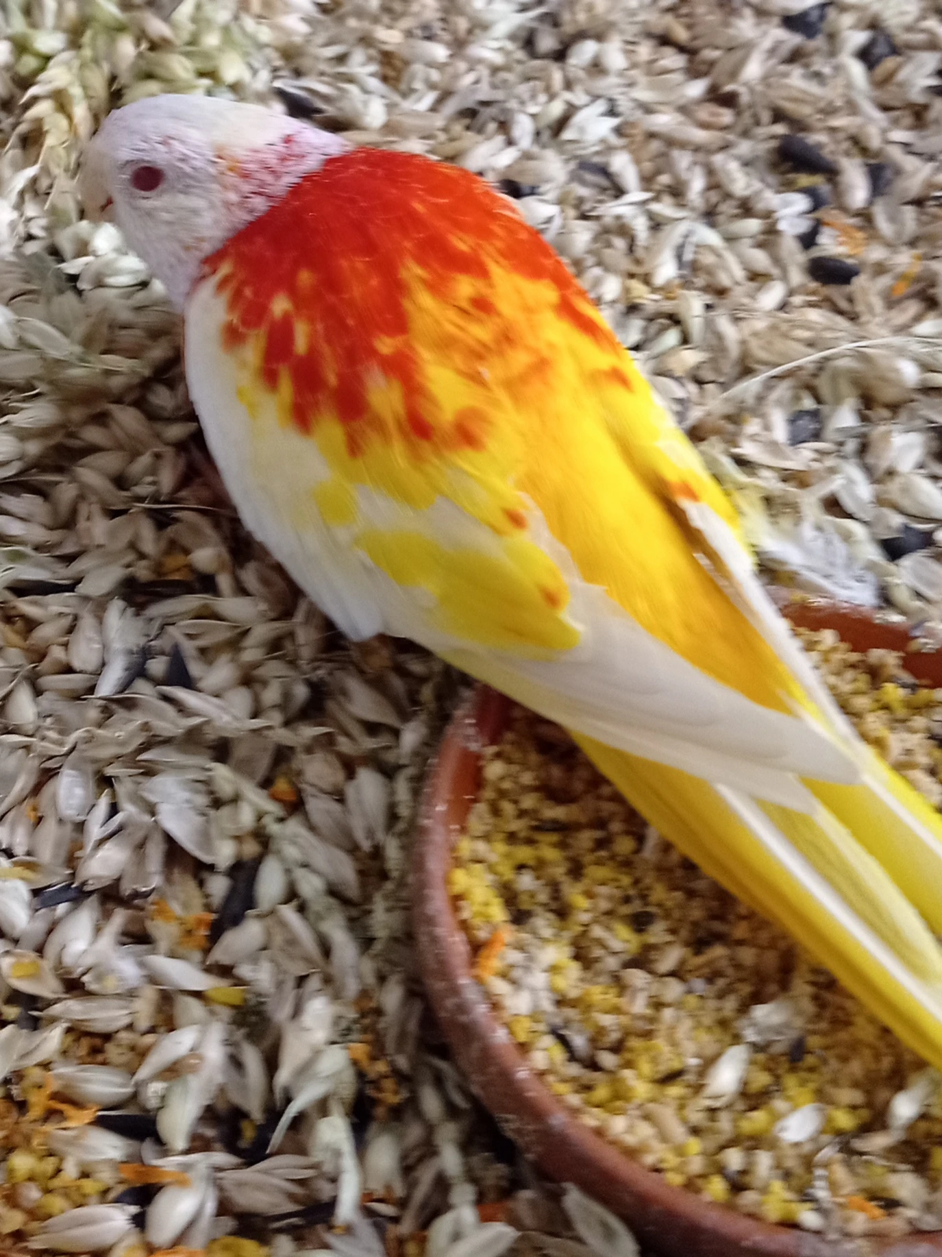 Prodám neofema modrohlava