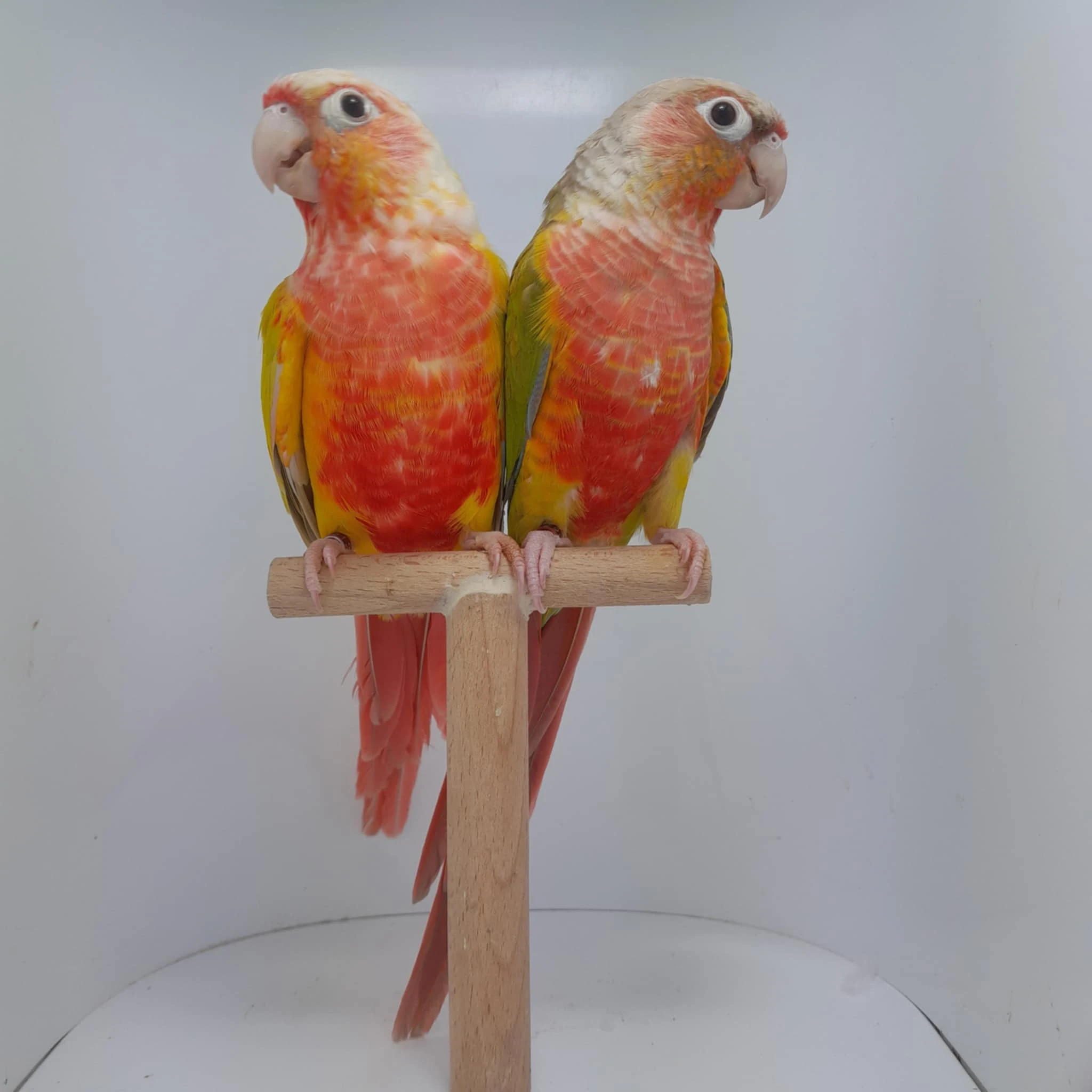 Prodám chovný pár pyrury zelenolící