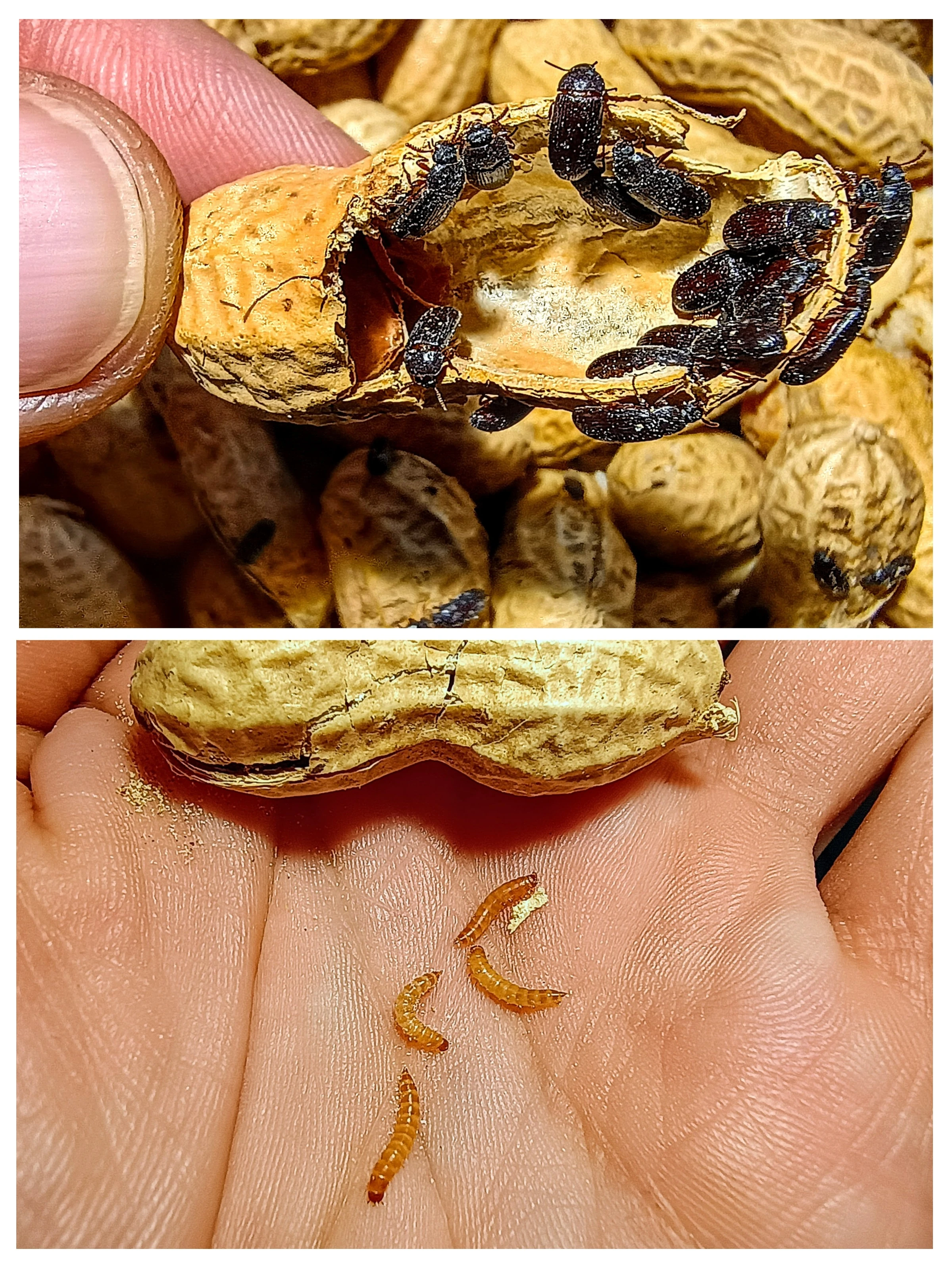 Ulomoides dermestoides