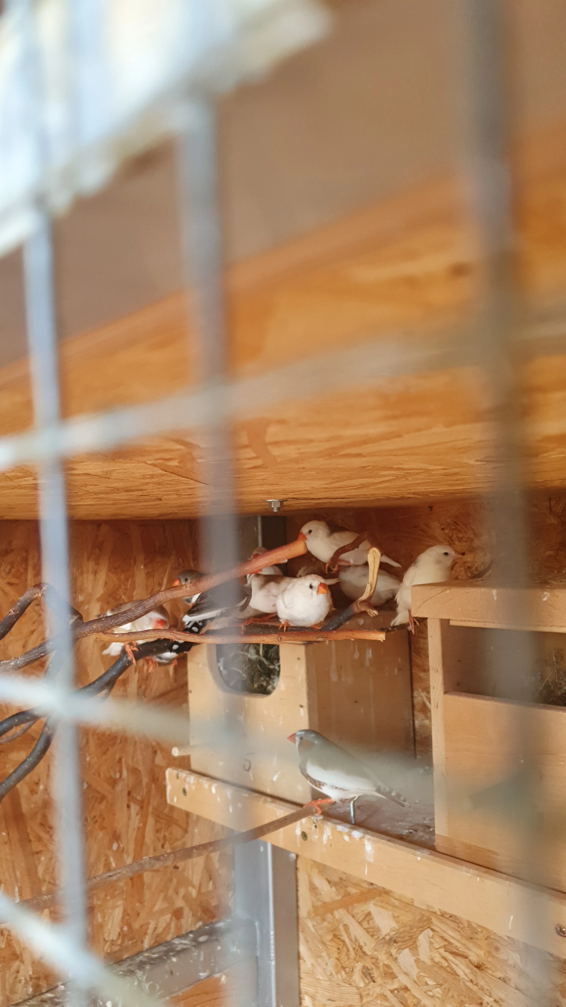 Prodám zebřičky pestré 20 kusů