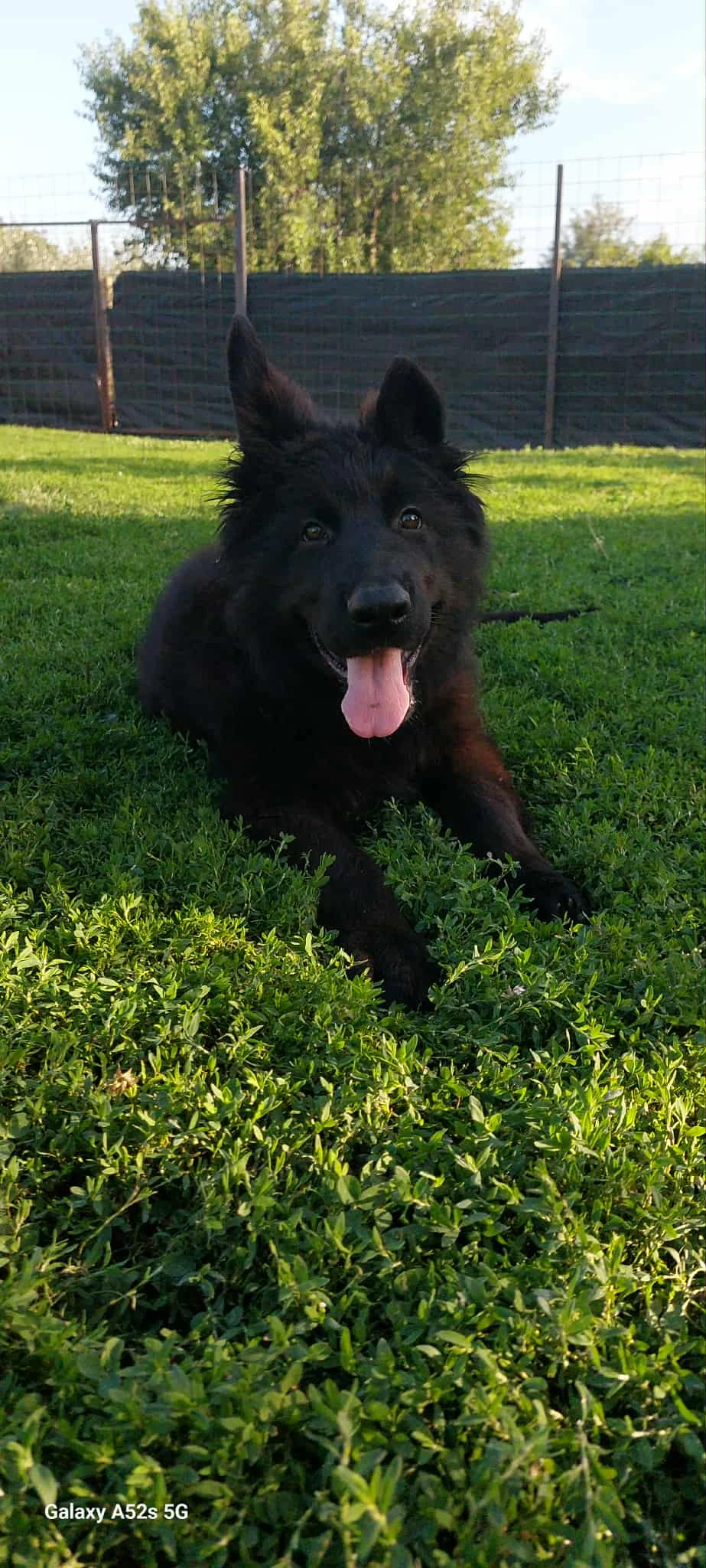 Německý ovčák dlouhosrstý – štěňata