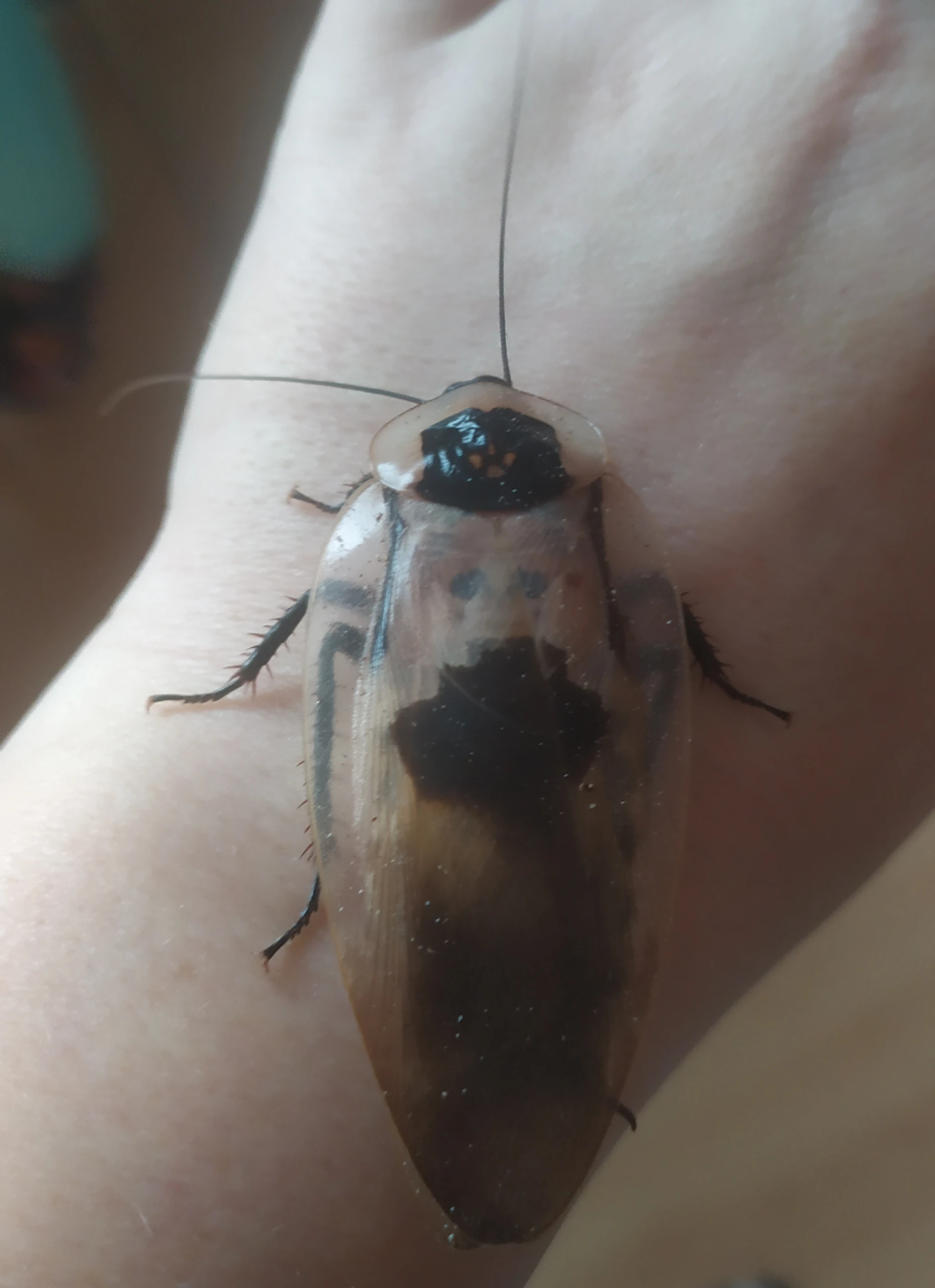 Šváb smrtihlav (Blaberus craniifer)