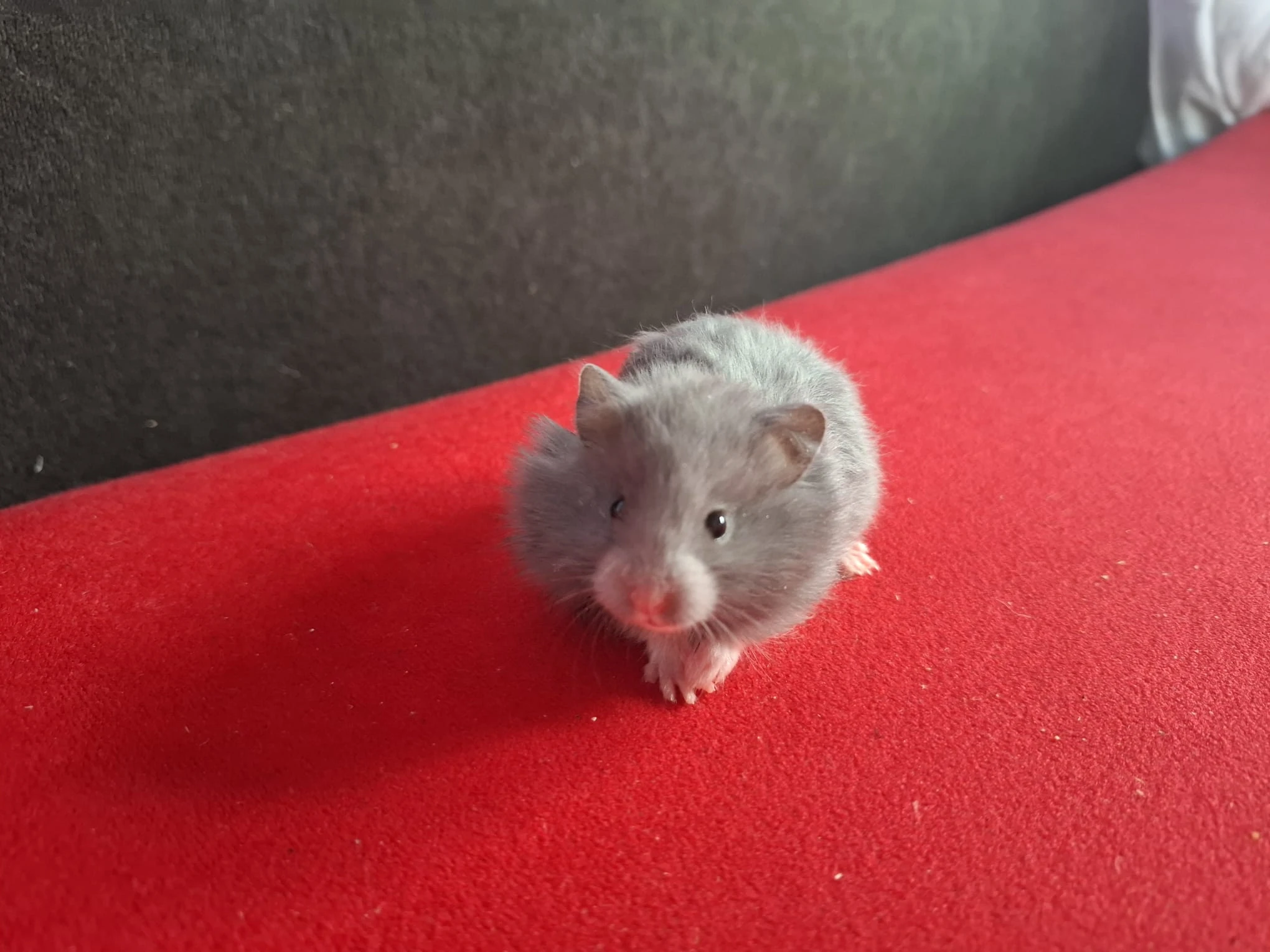 Křeček syrský modrý