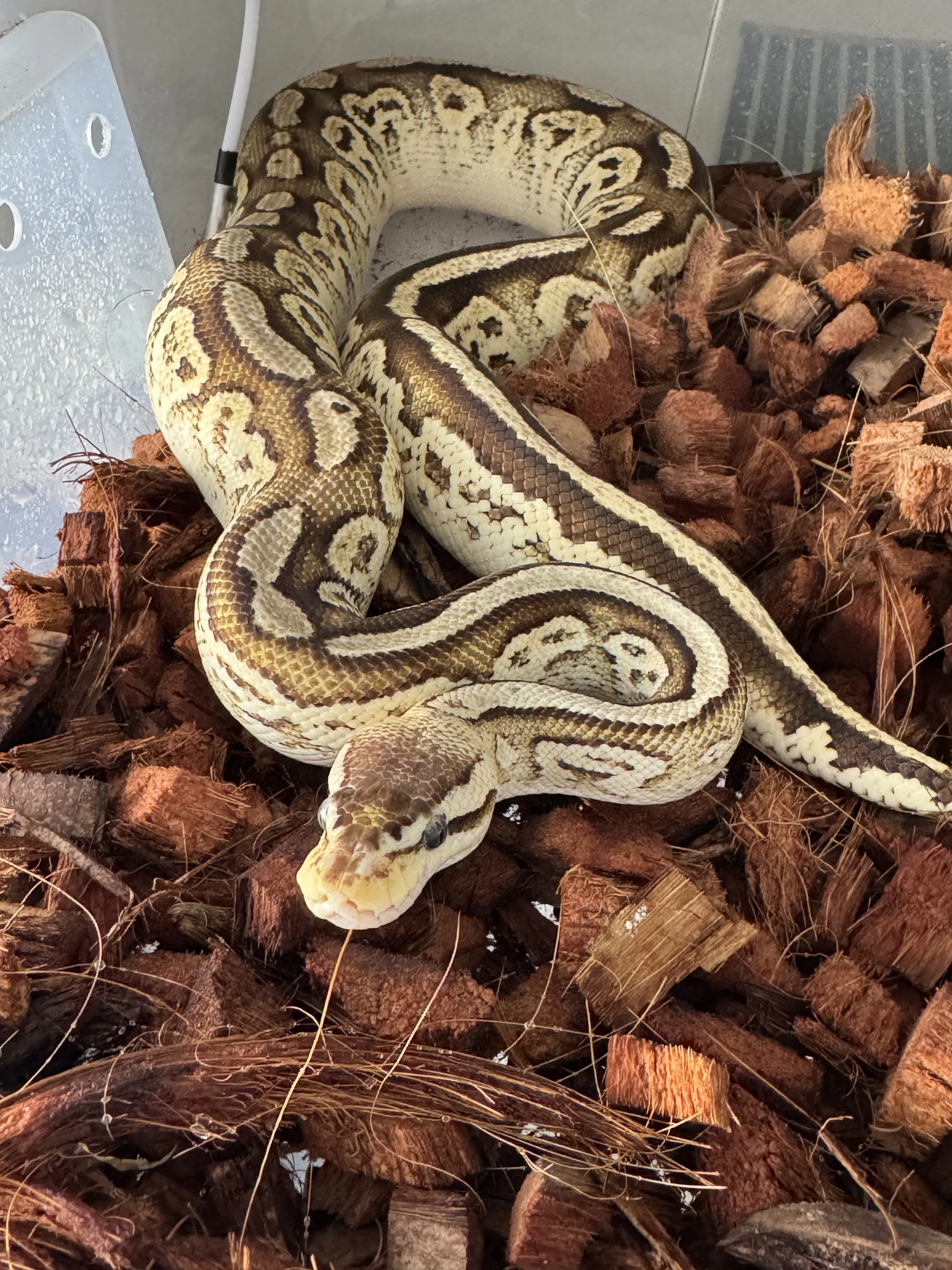 Python regius