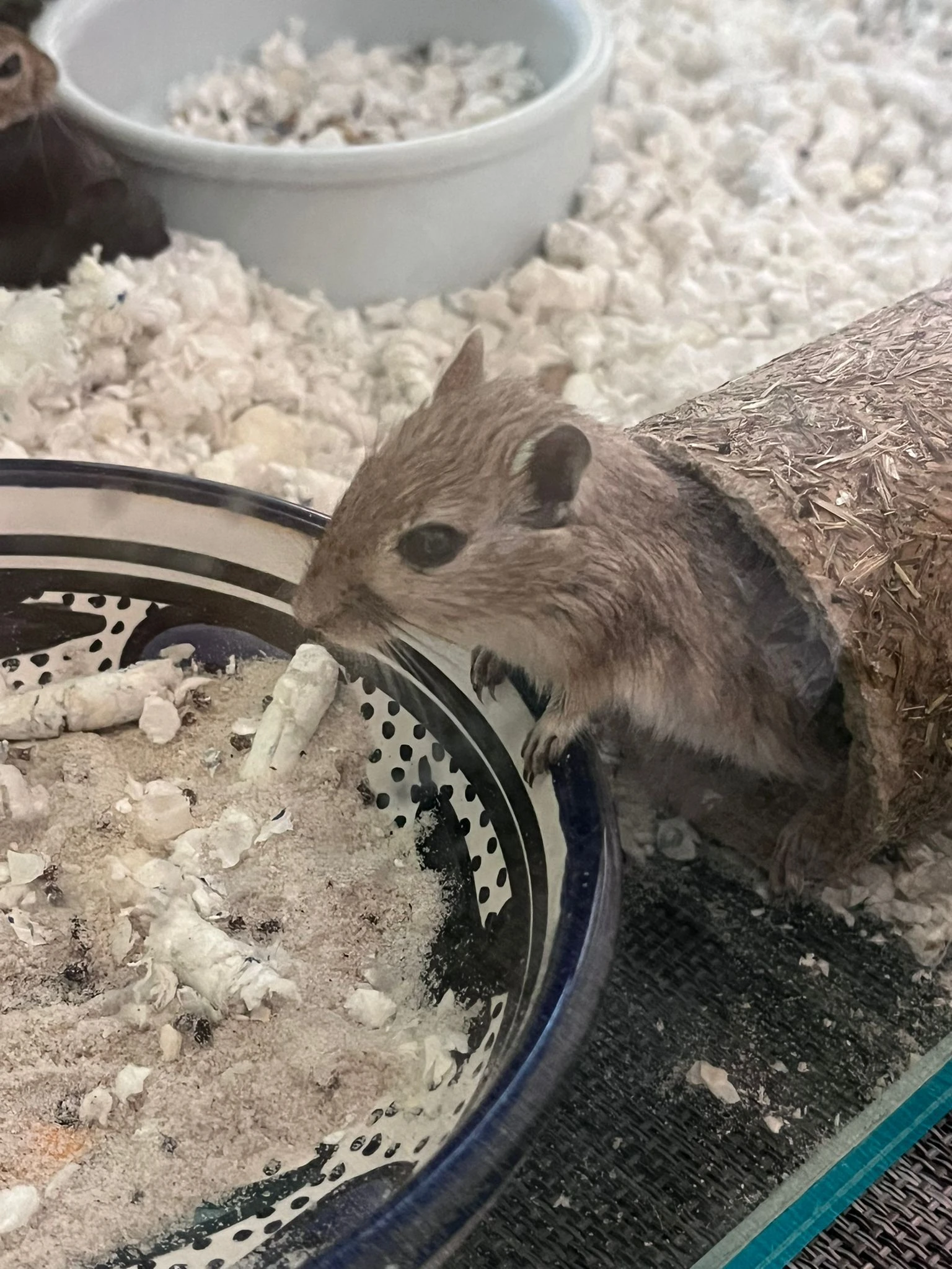 Pískomil mongolský - dvouměsíční mláďata