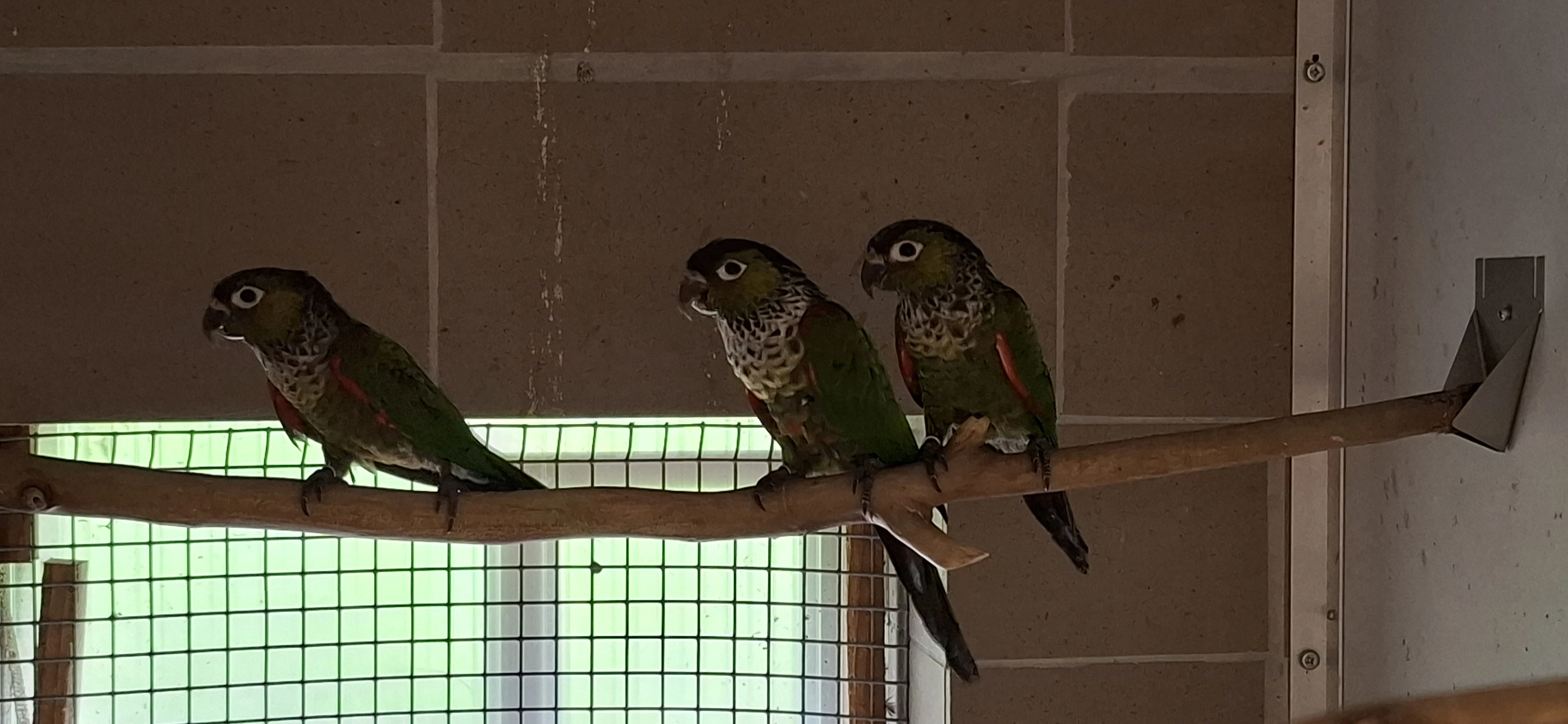 Pyrura černotemenny/Pyrrhura rupicola sandiae