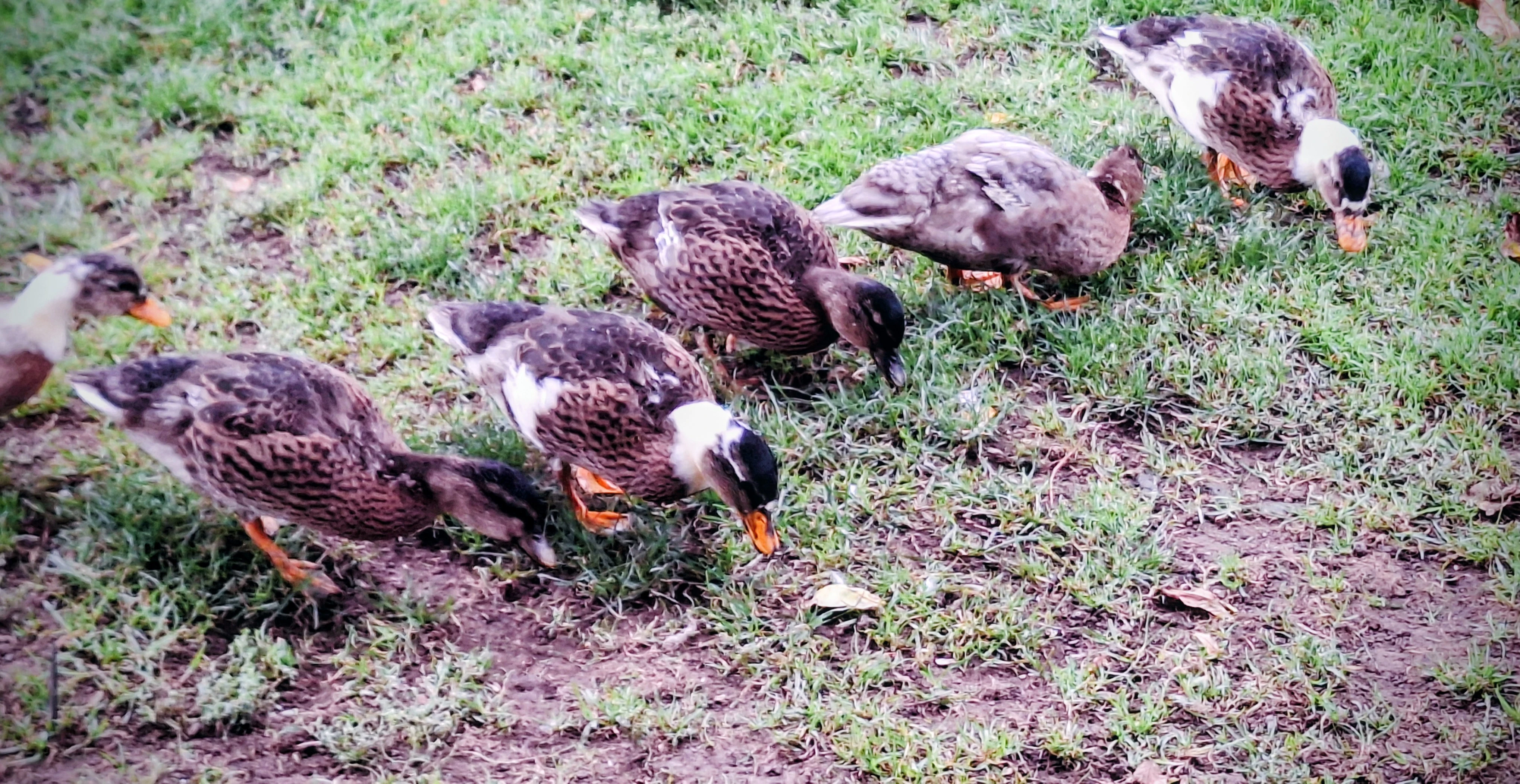 Kachna zakrslá strakatá