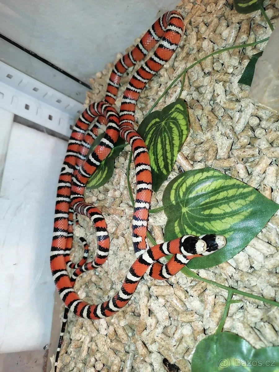 Lampropeltis pyromelana rezervace