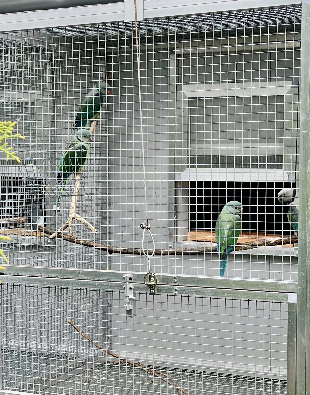 Prodám Alexandr malý holubí