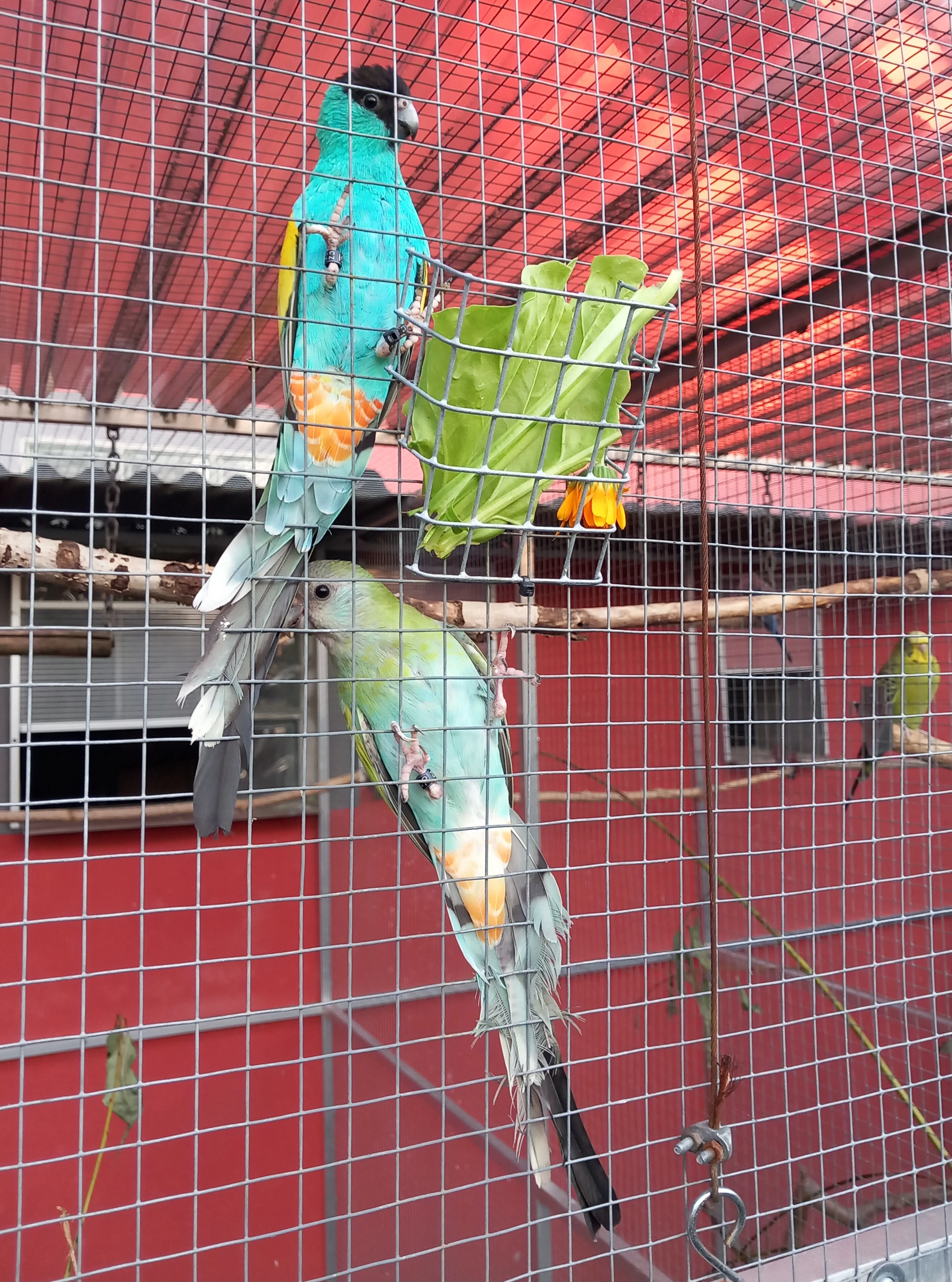 Papoušek žlutoramenný (Hooded)