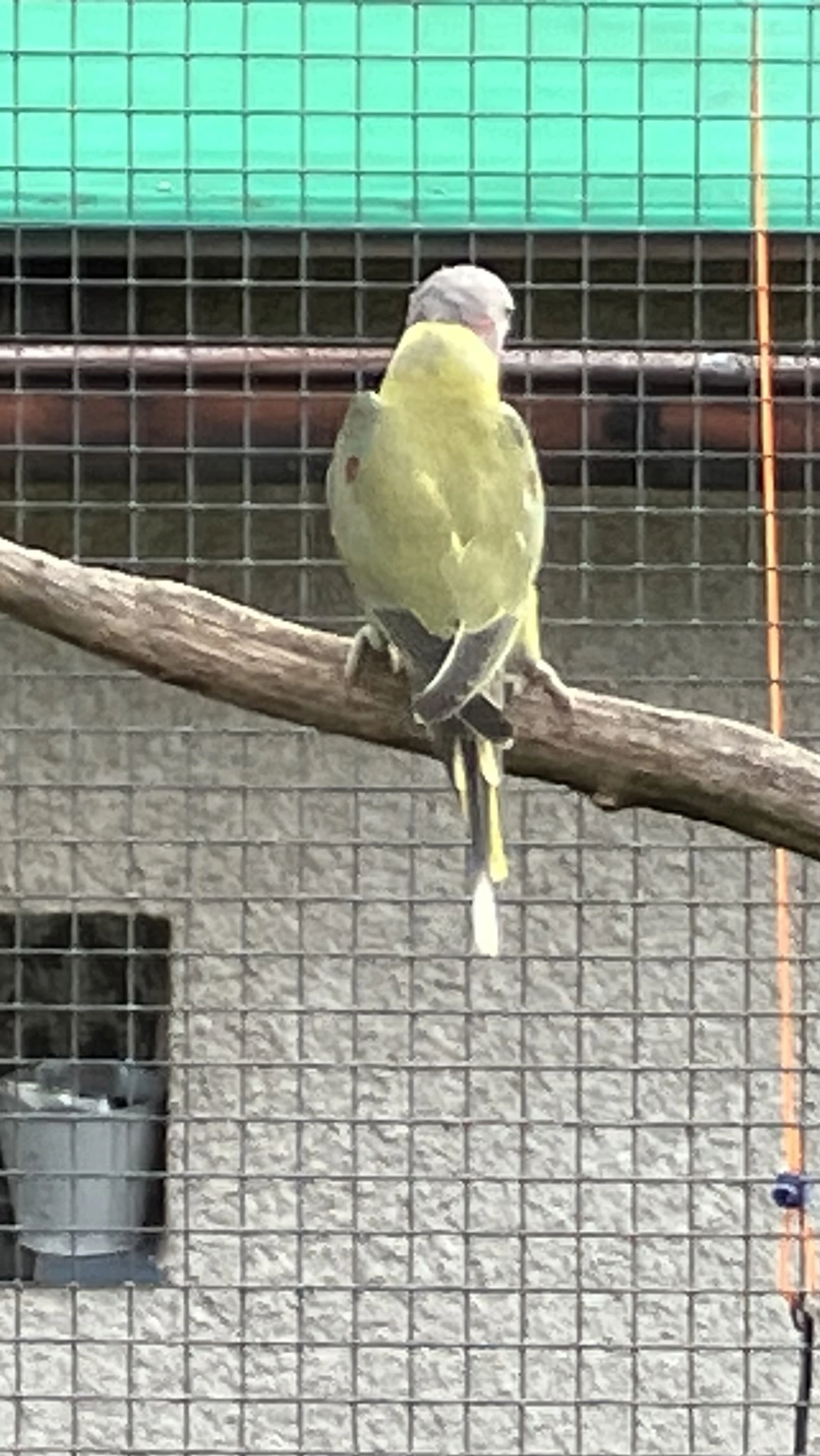 Prodám Alexandra rudohlaveho