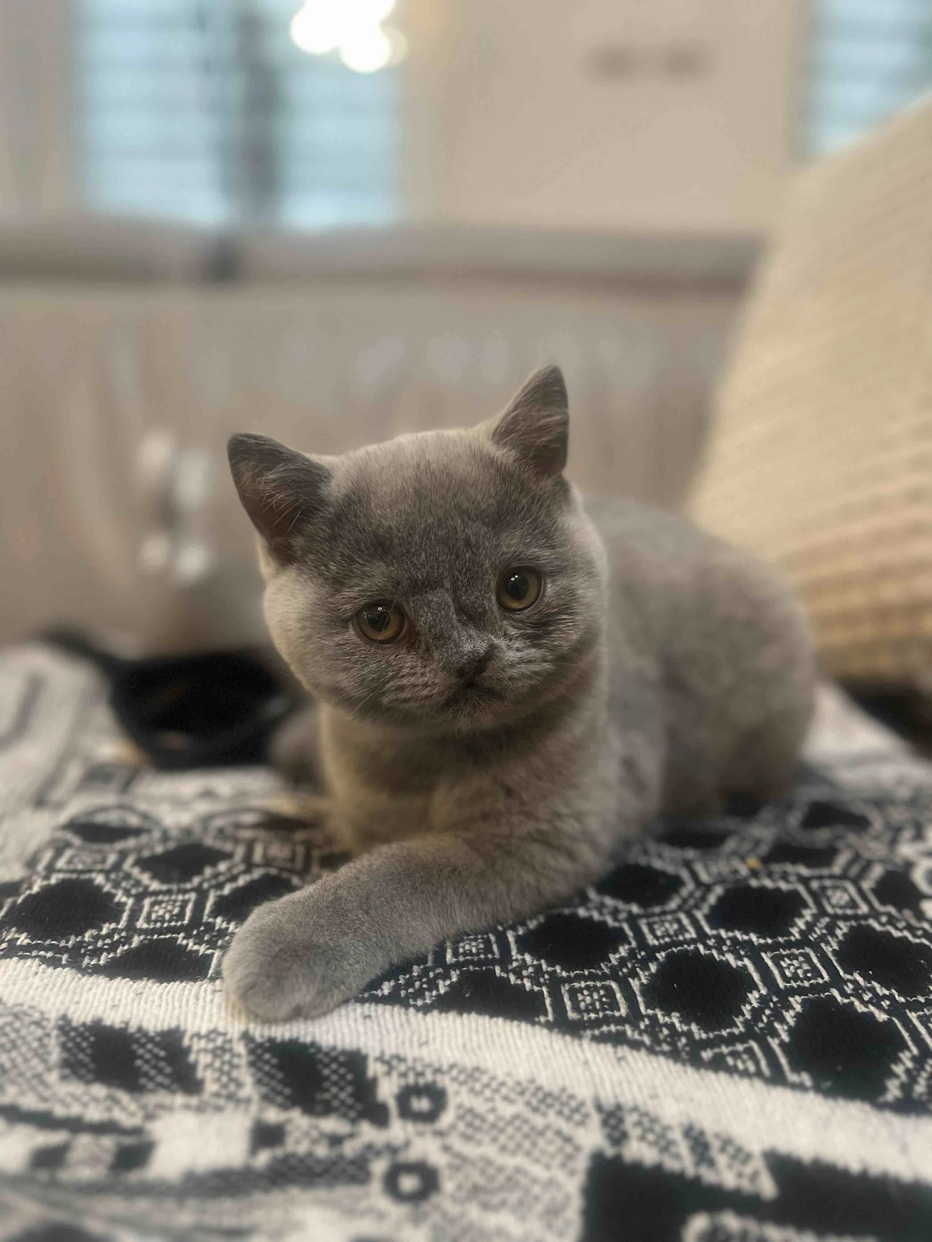 Modrý kocourek Tobík bez PP