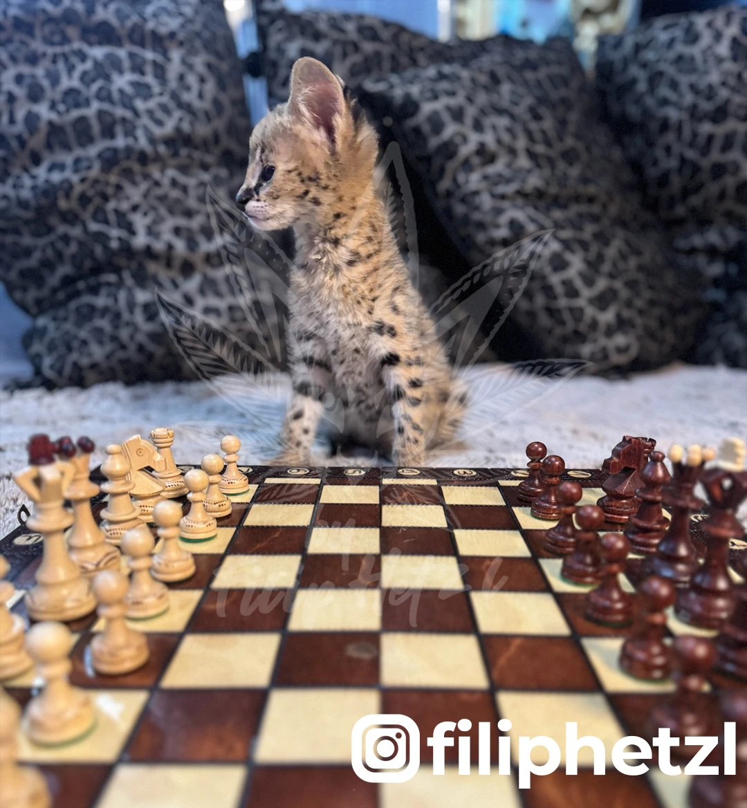 Kotě serval stepní - socializované se zárukou na genetické vady