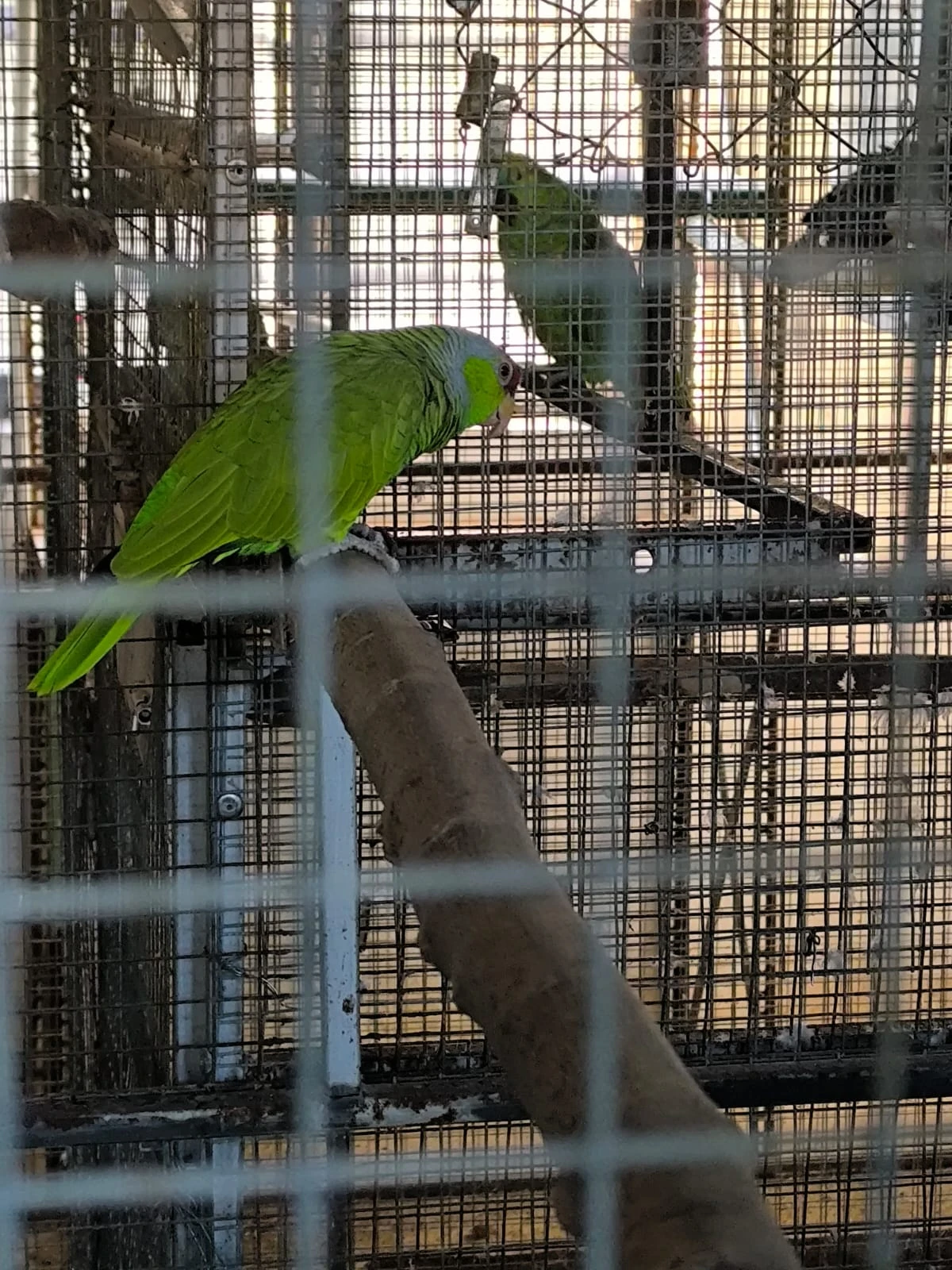 Rušení chovu -zdravotni důvody