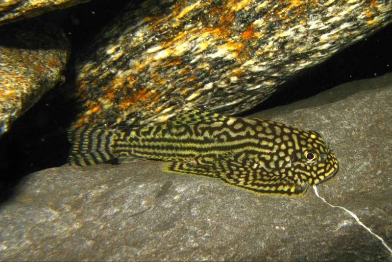 Sewellia lineolata