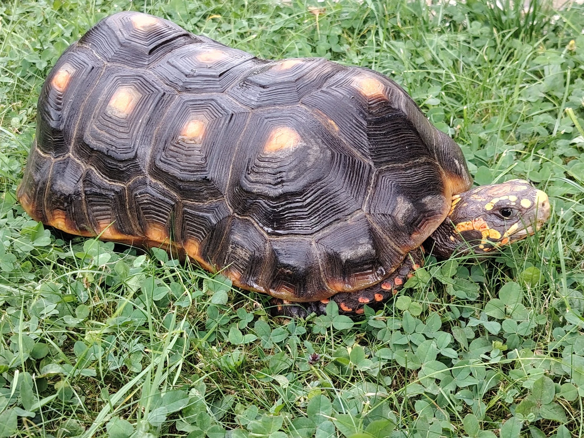 Prodám dospělého samce želvy uhlířské