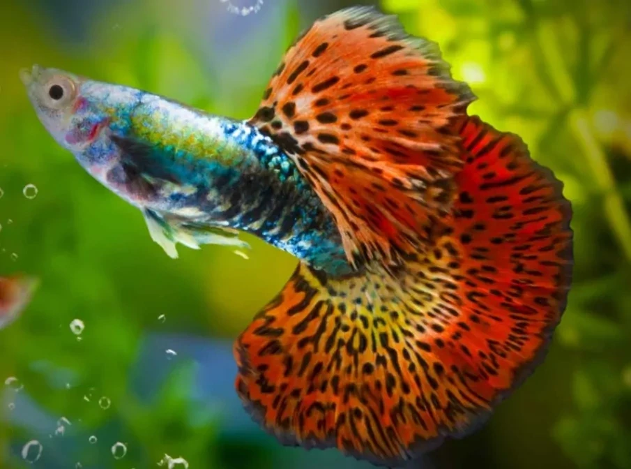 Šrot z červů pro akvarijní rybky