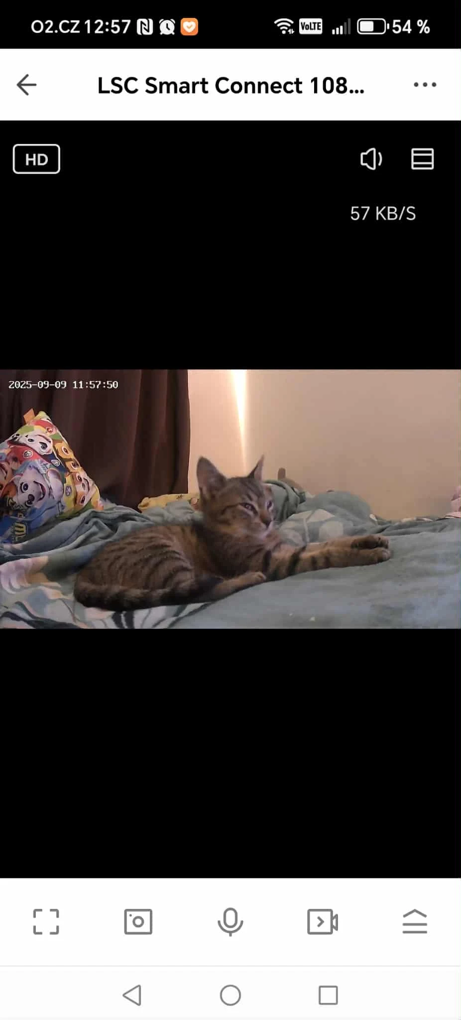 Dám kotě do dobrých rukou