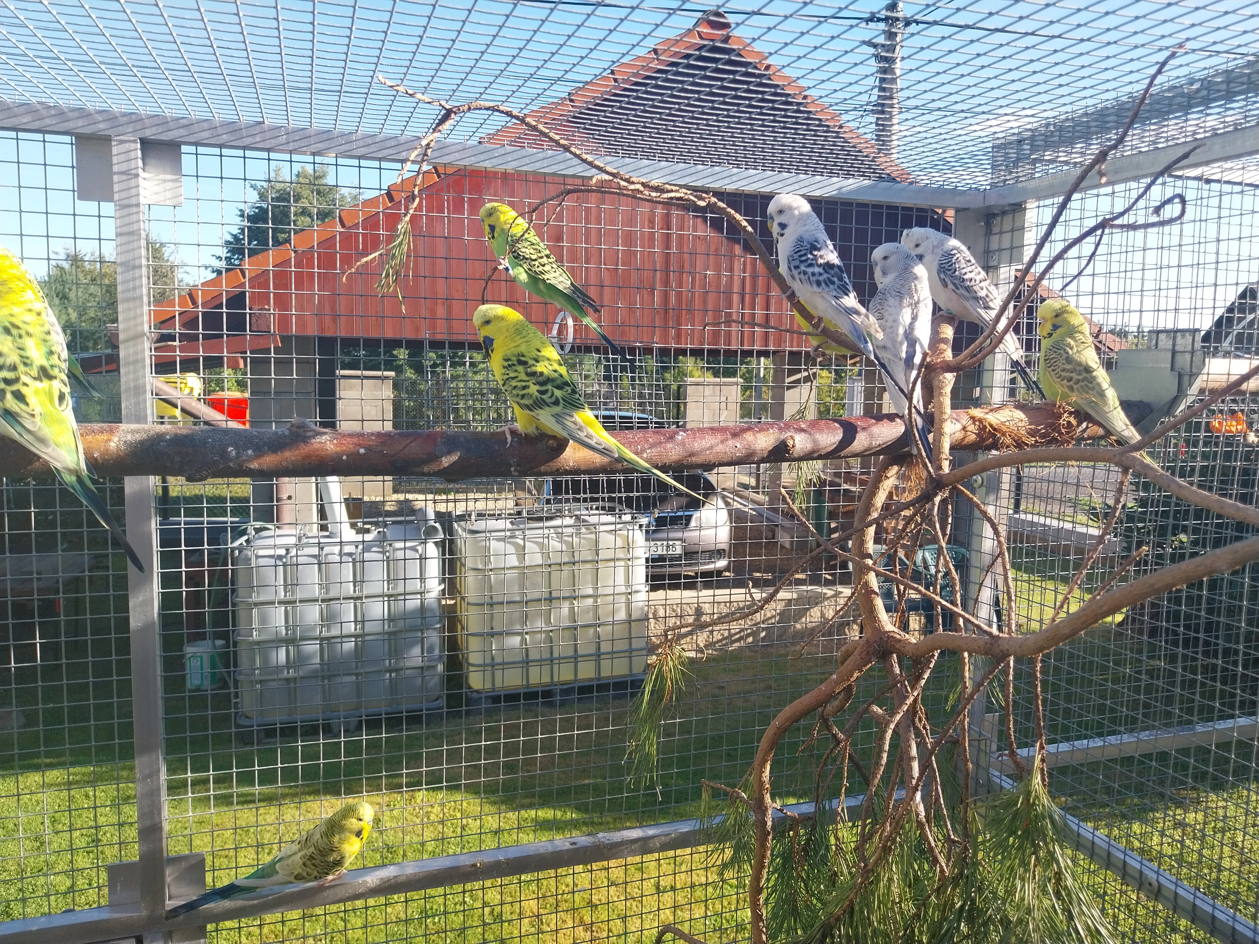 Prodám letošní andulky TCB