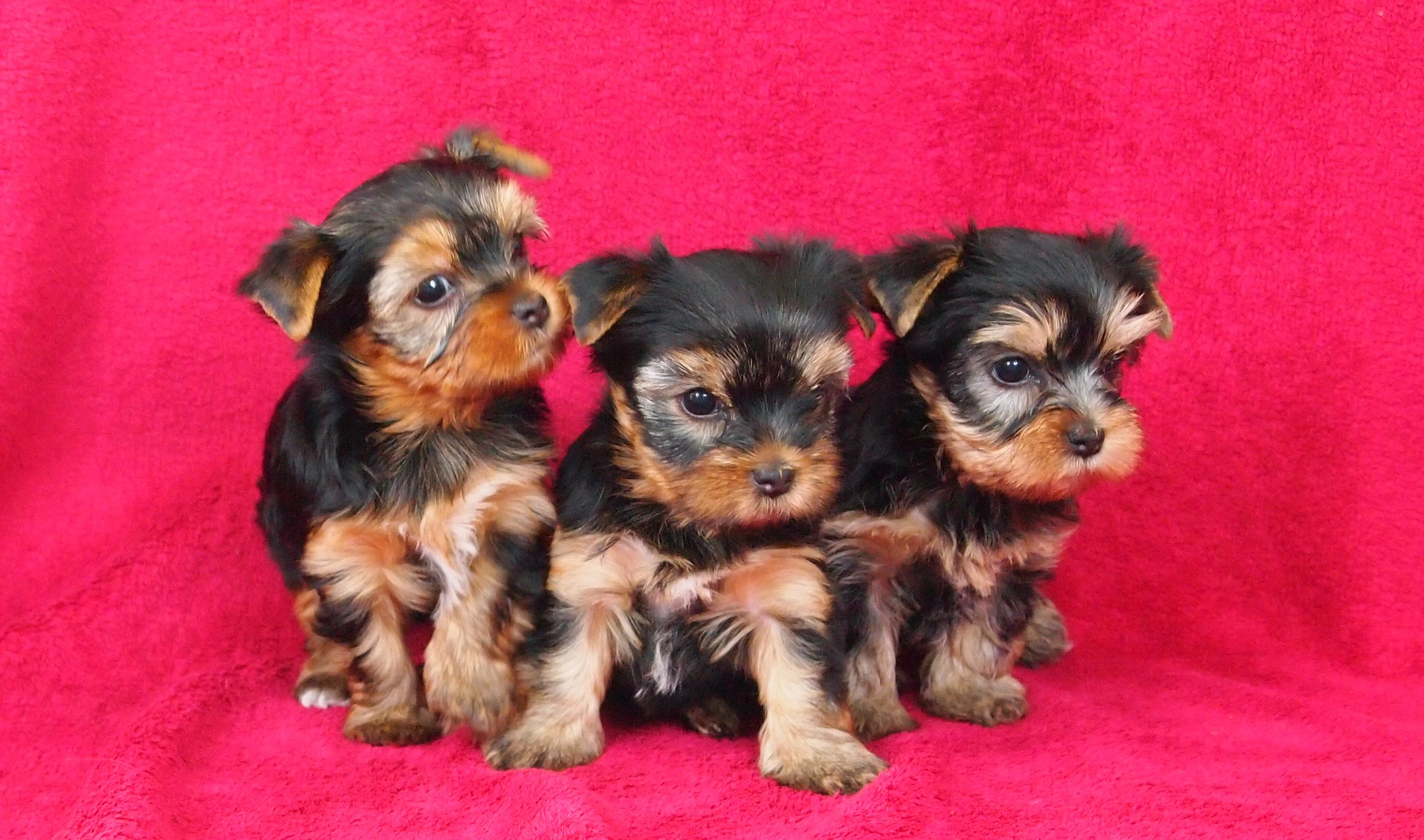 Jorkšírský teriér s PP FCI