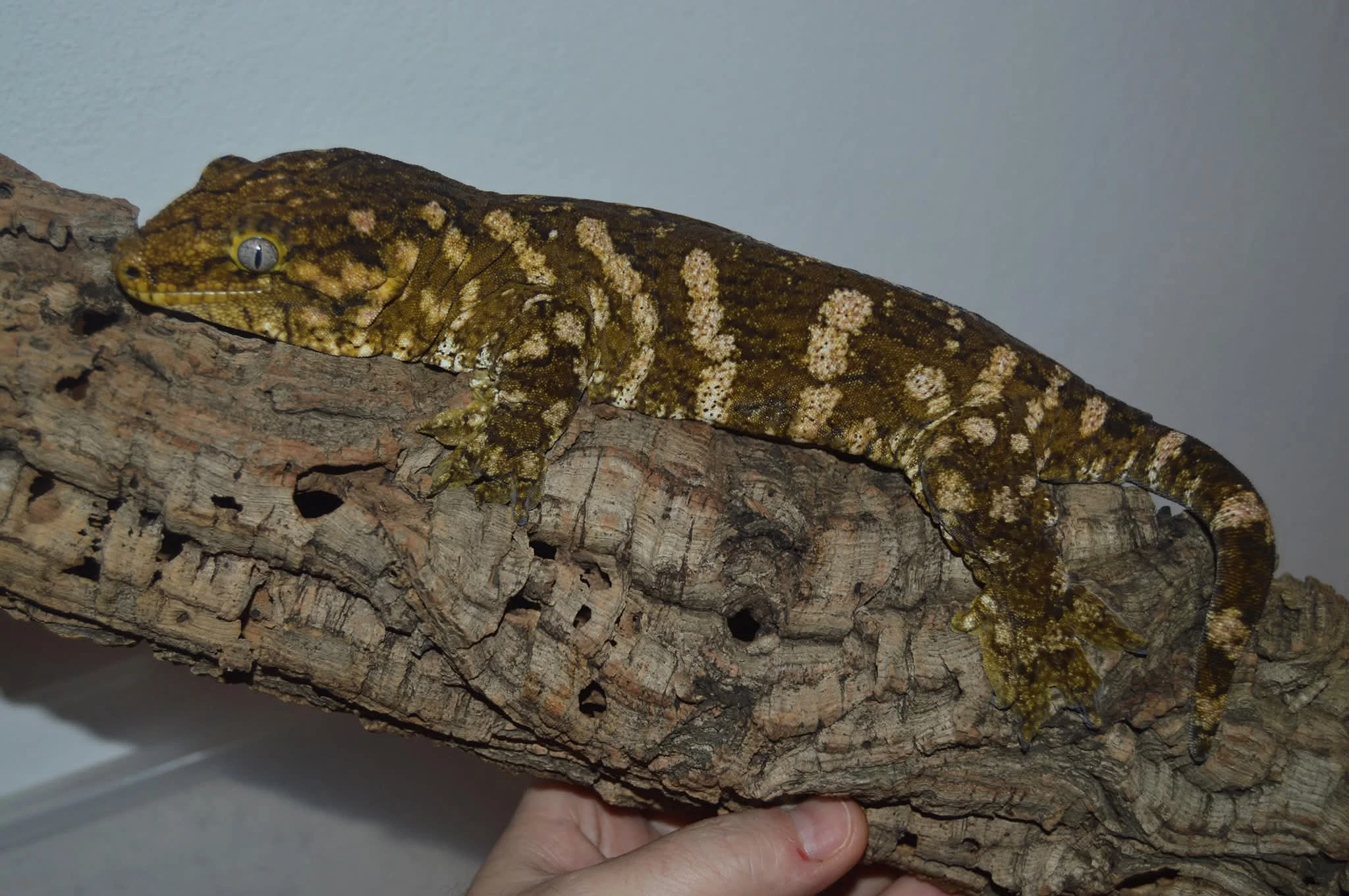 1,0 - R. leachianus Mt. Koghis