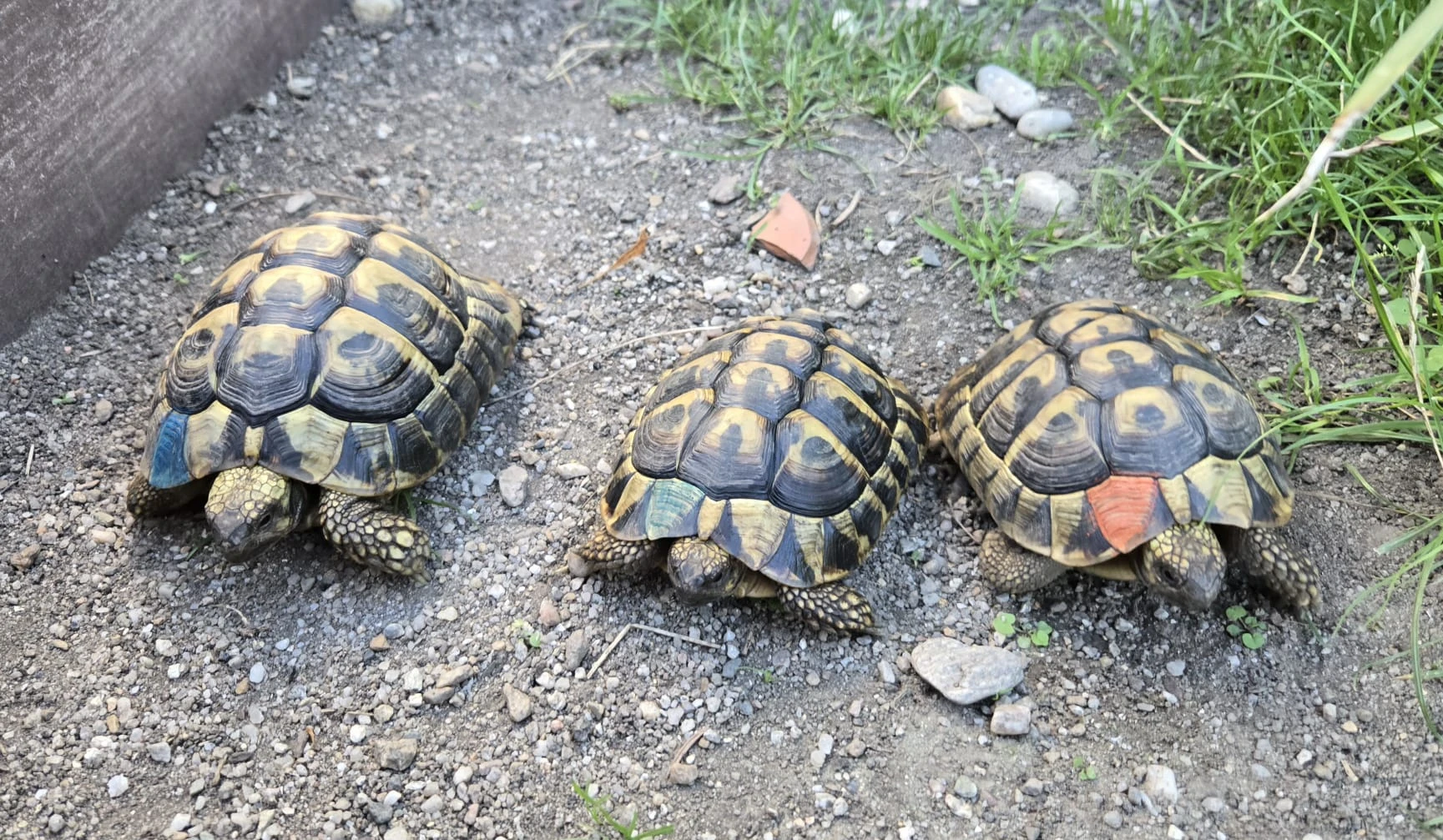 Želva zelenavá samec