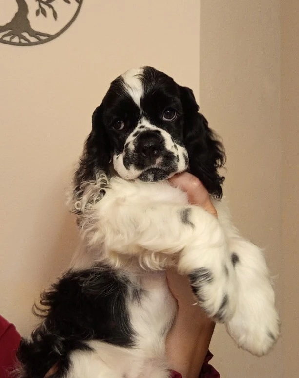 Americký kokršpaněl