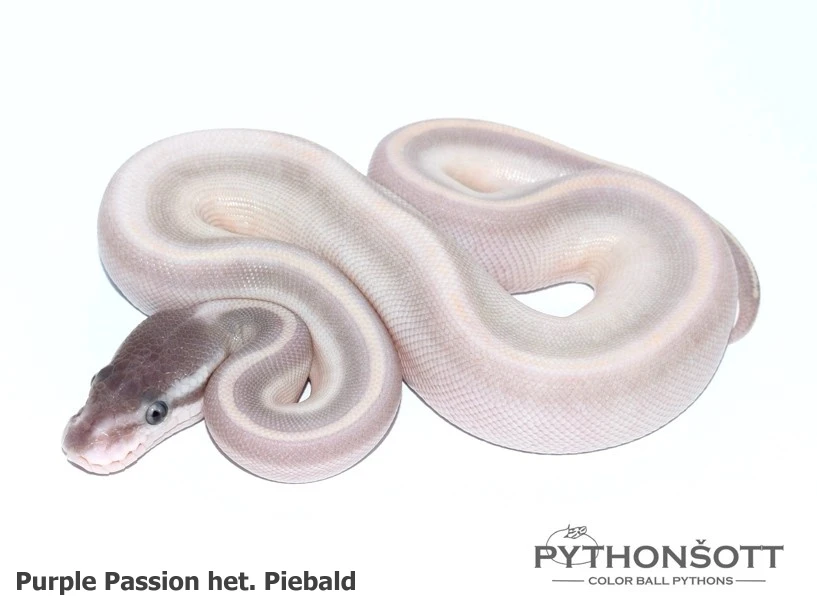 Nová nabídka mláďat krajty královské